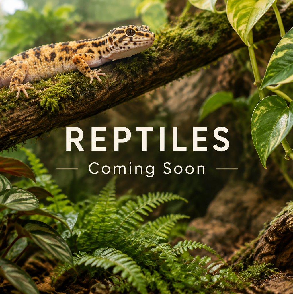 Reptiles coming soon banner with a gecko in a planted terrarium
