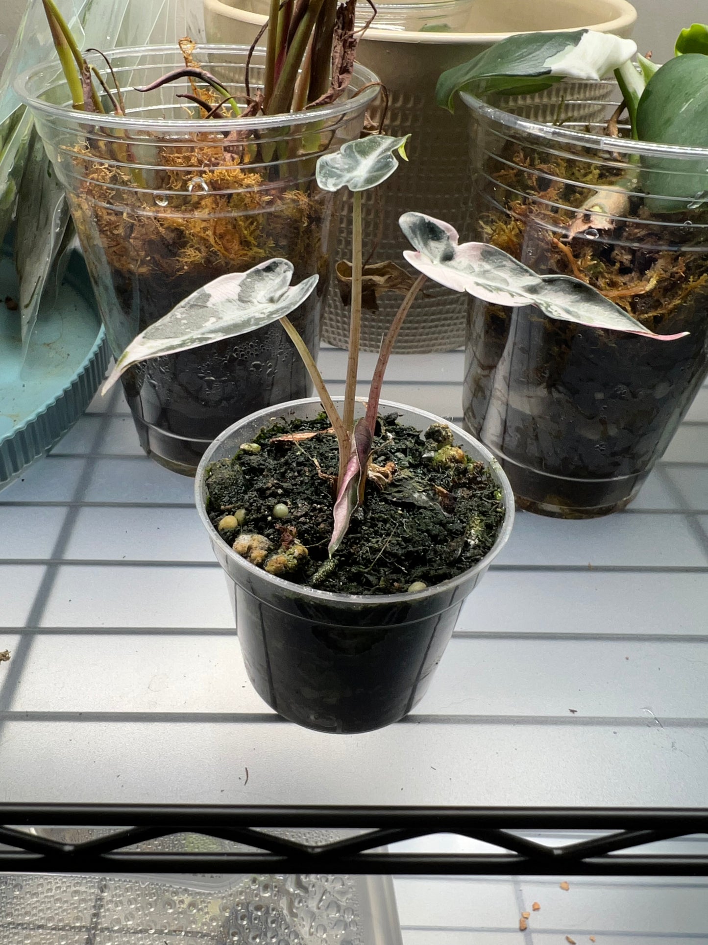 Alocasia Pink Bambino