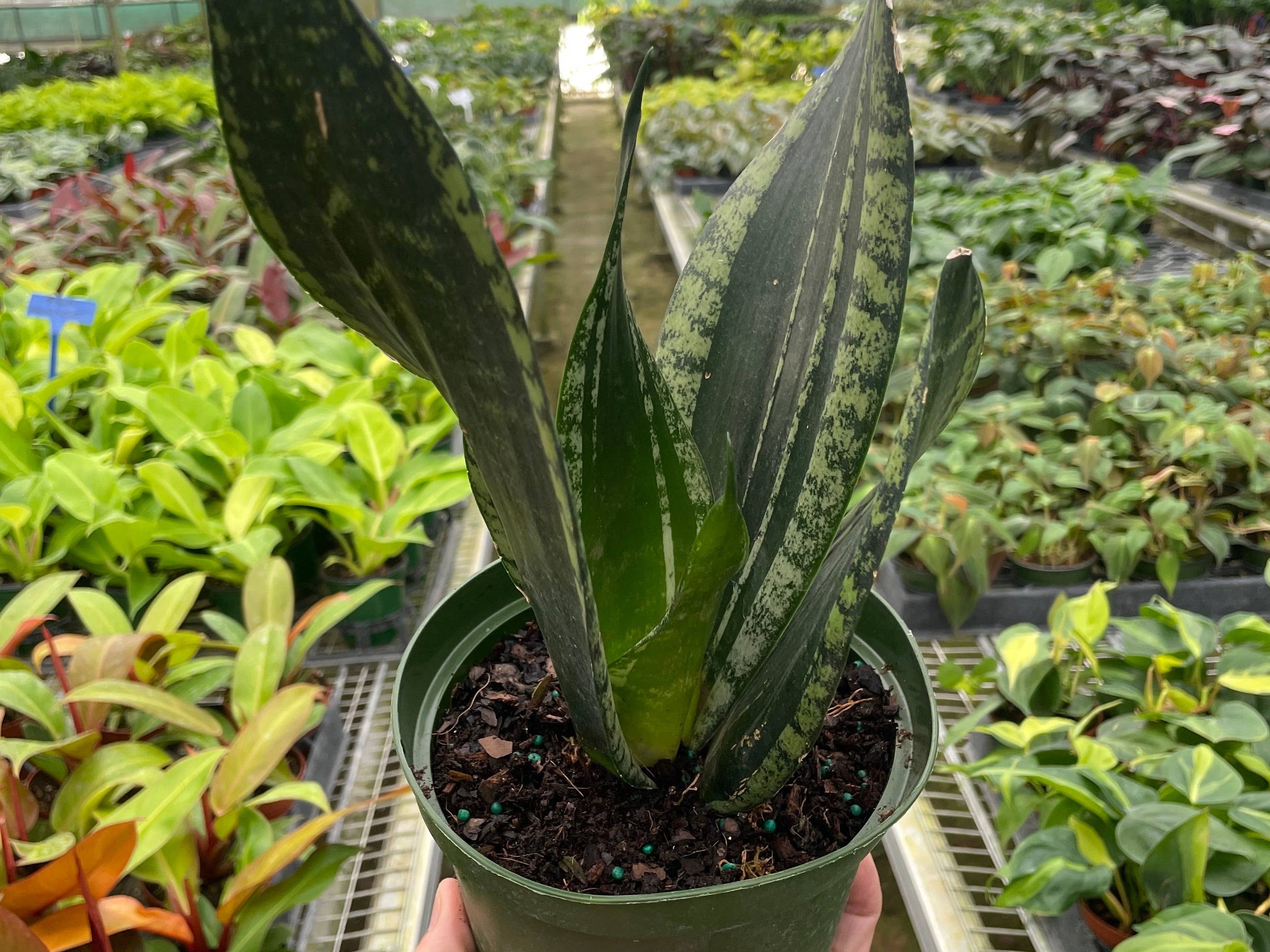 Snake Plant 'Whitney' - 6" Pot