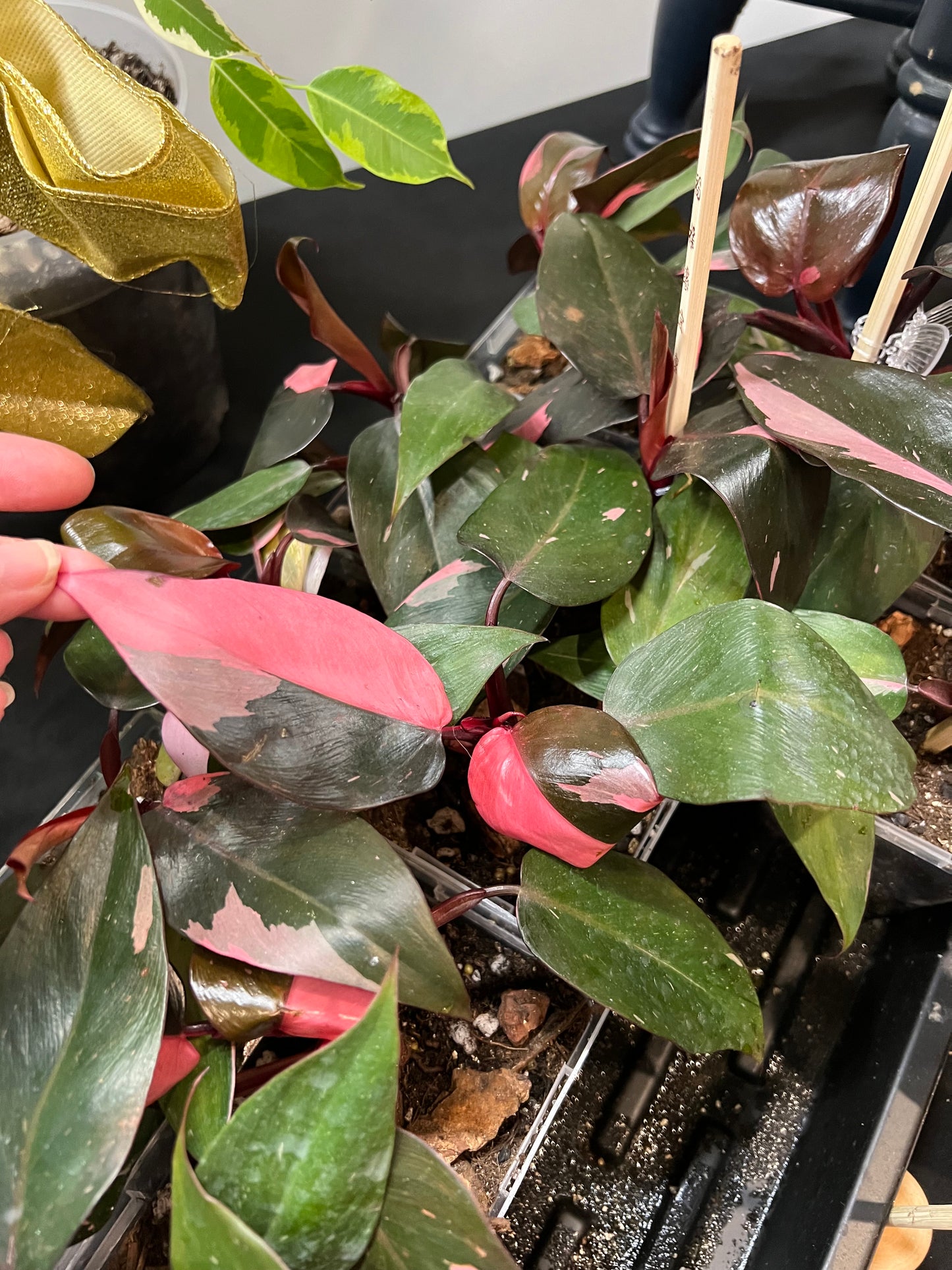 Philodendron Pink Princess - regular