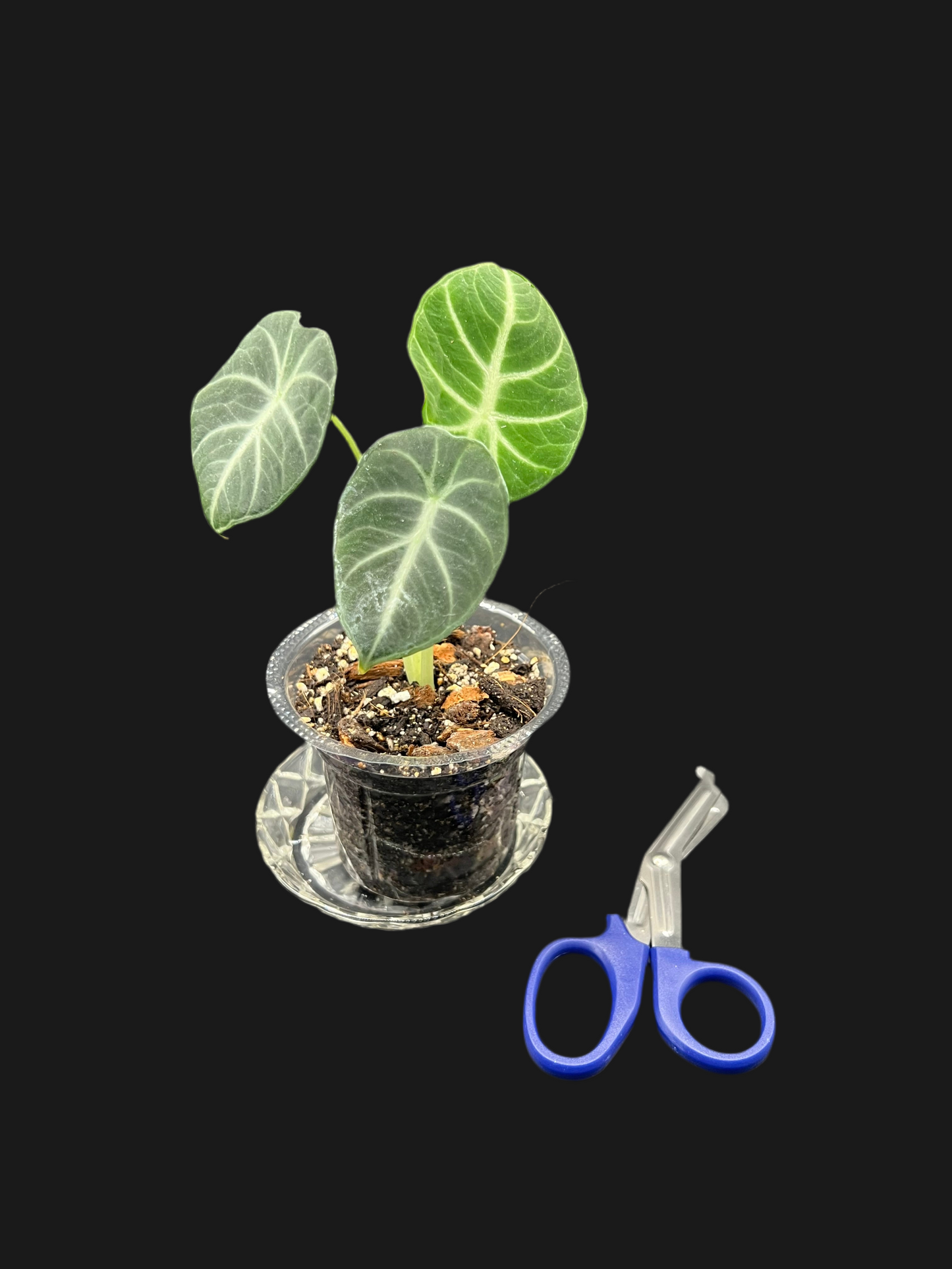 Alocasia Black Velvet