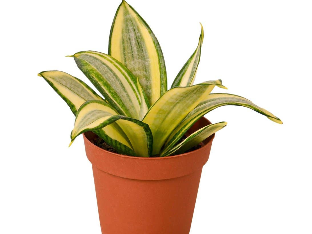SNAKE GOLD STAR 4-inch