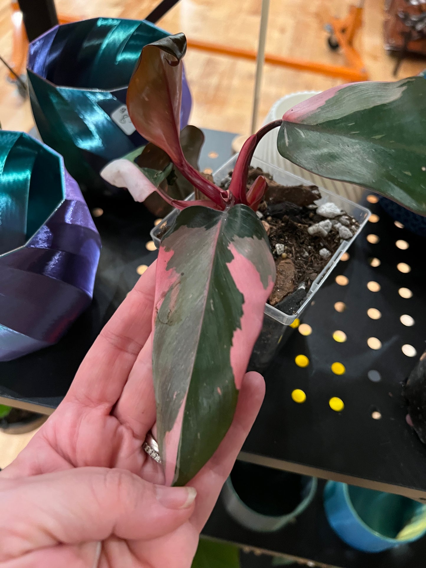 Philodendron Pink Princess - regular