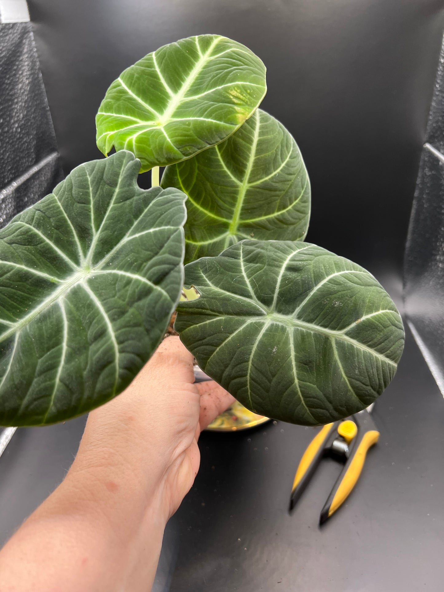 Alocasia Black Velvet