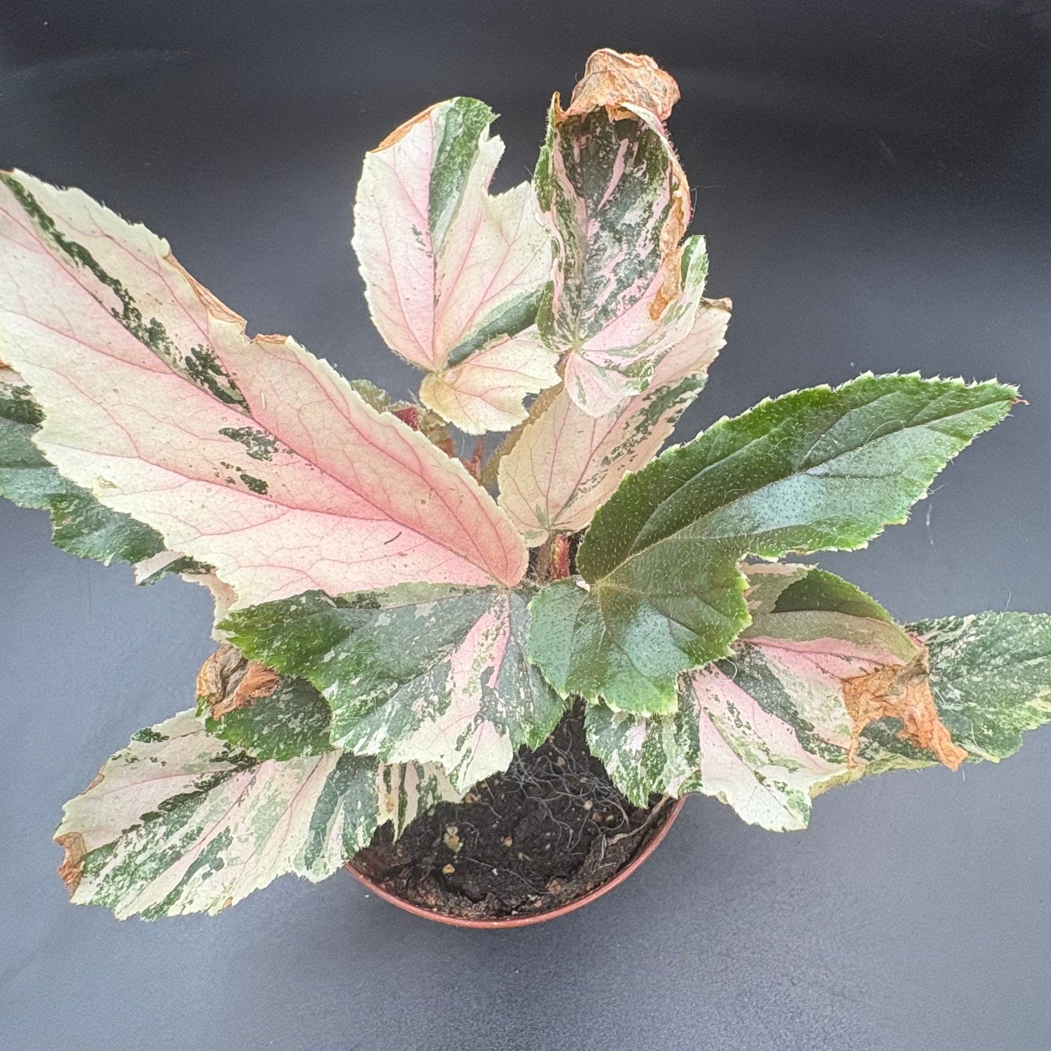 Begonia Ginny Galaxy