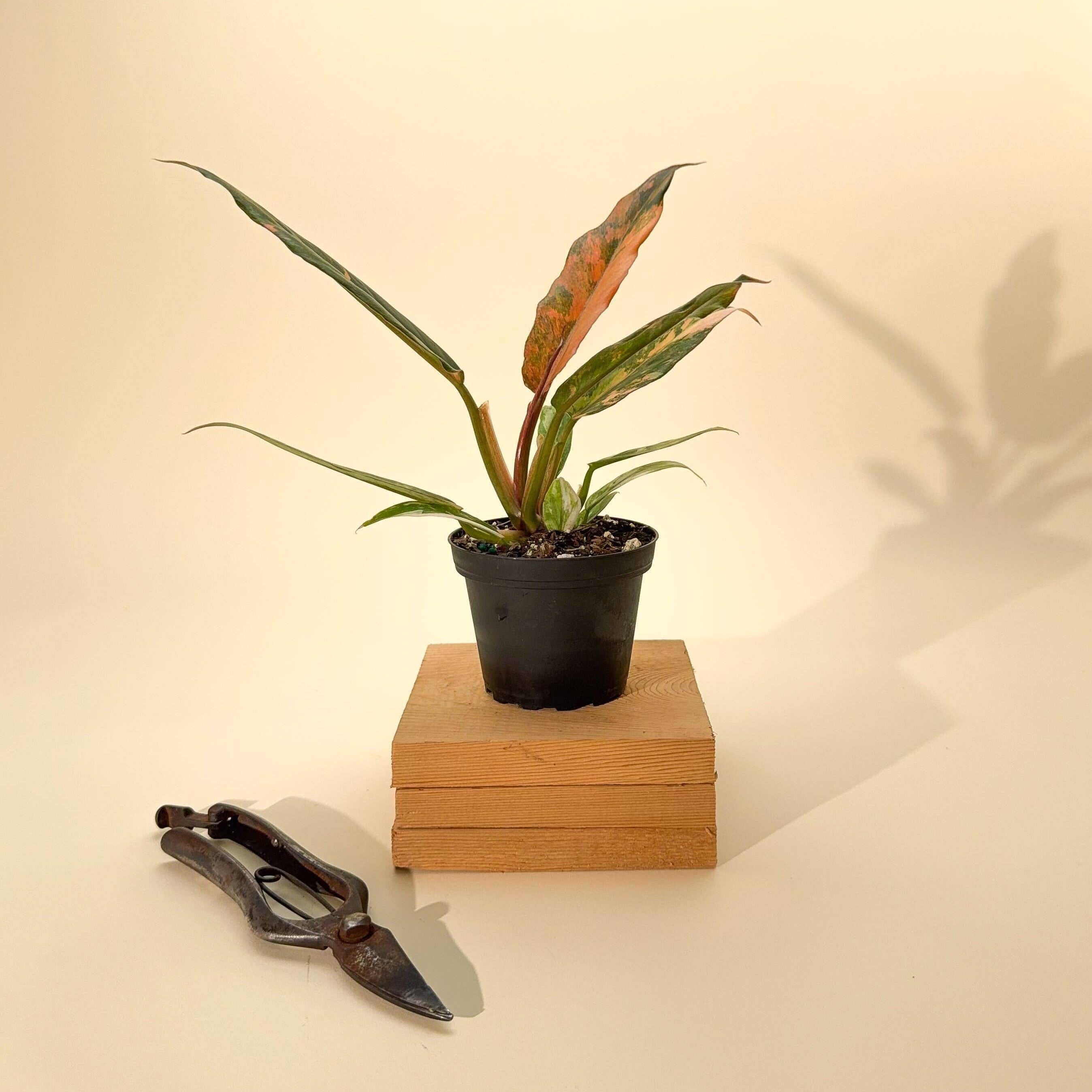 4" Variegated Philodendron Caramel Marble 'Heatwave'