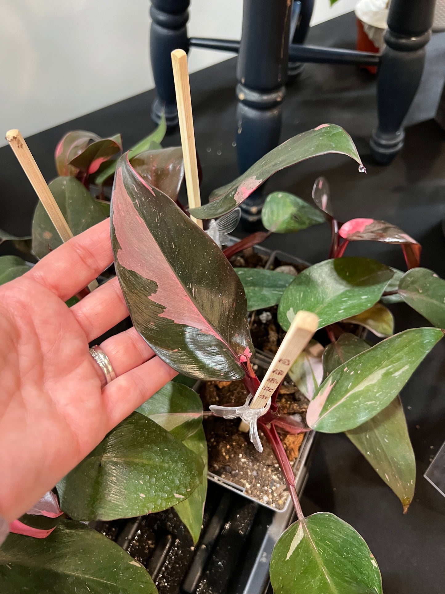 Philodendron Pink Princess - regular