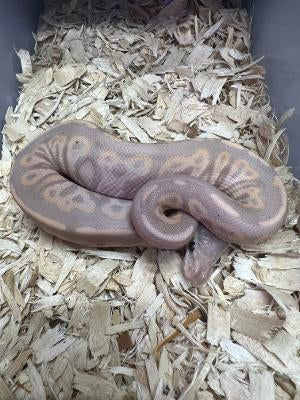 Banana Cinnamon
