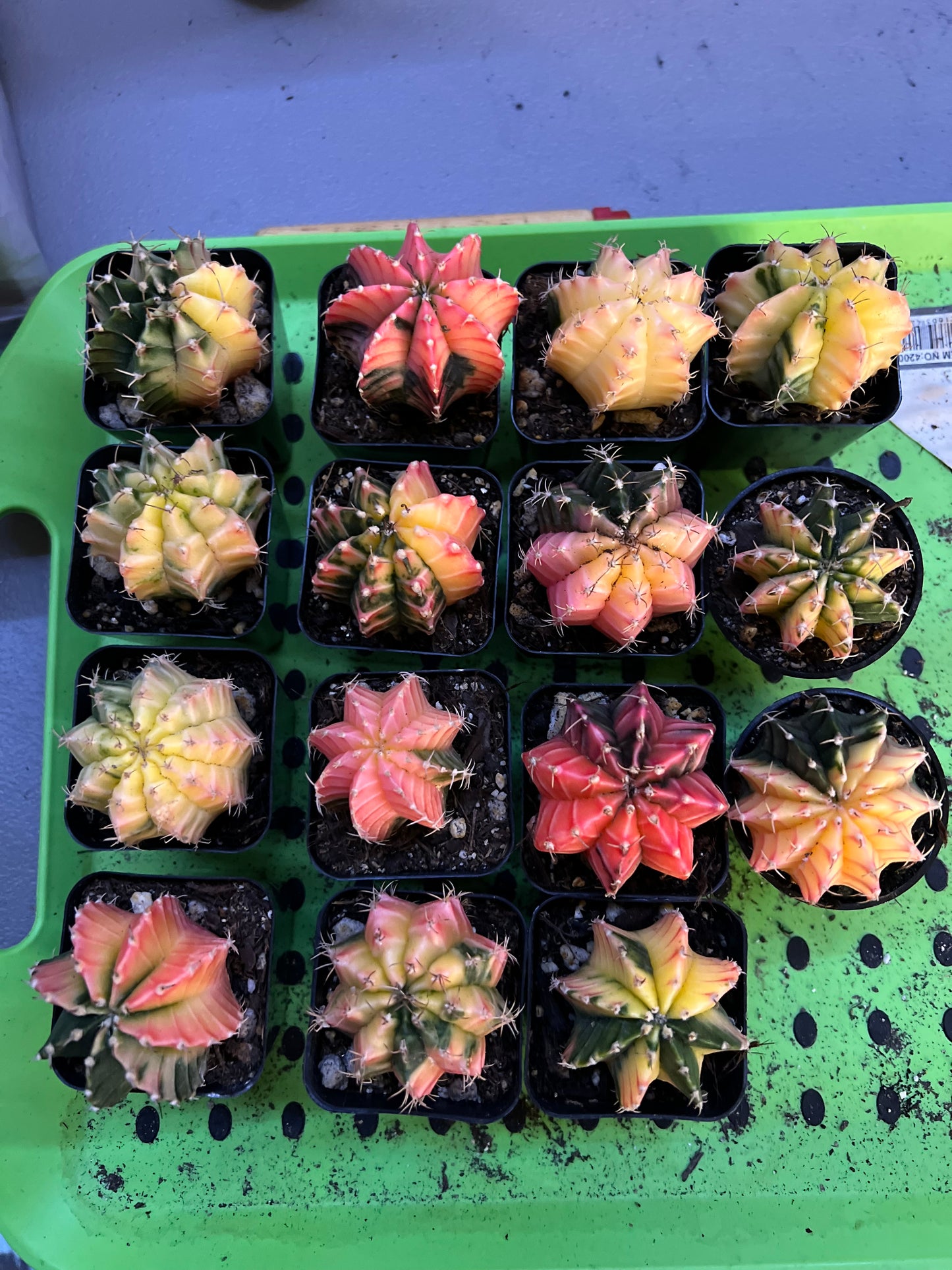 Gymnocalycium- growers choice