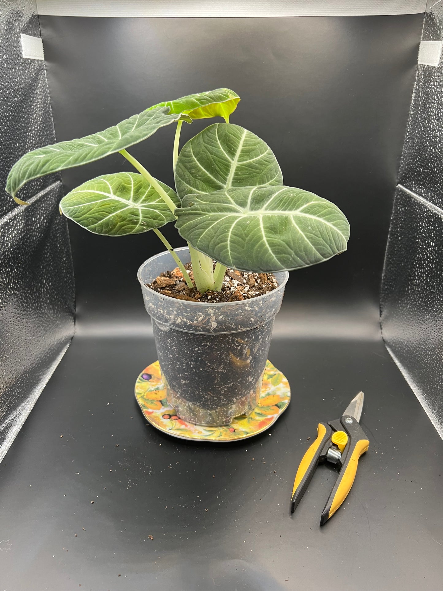 Alocasia Black Velvet