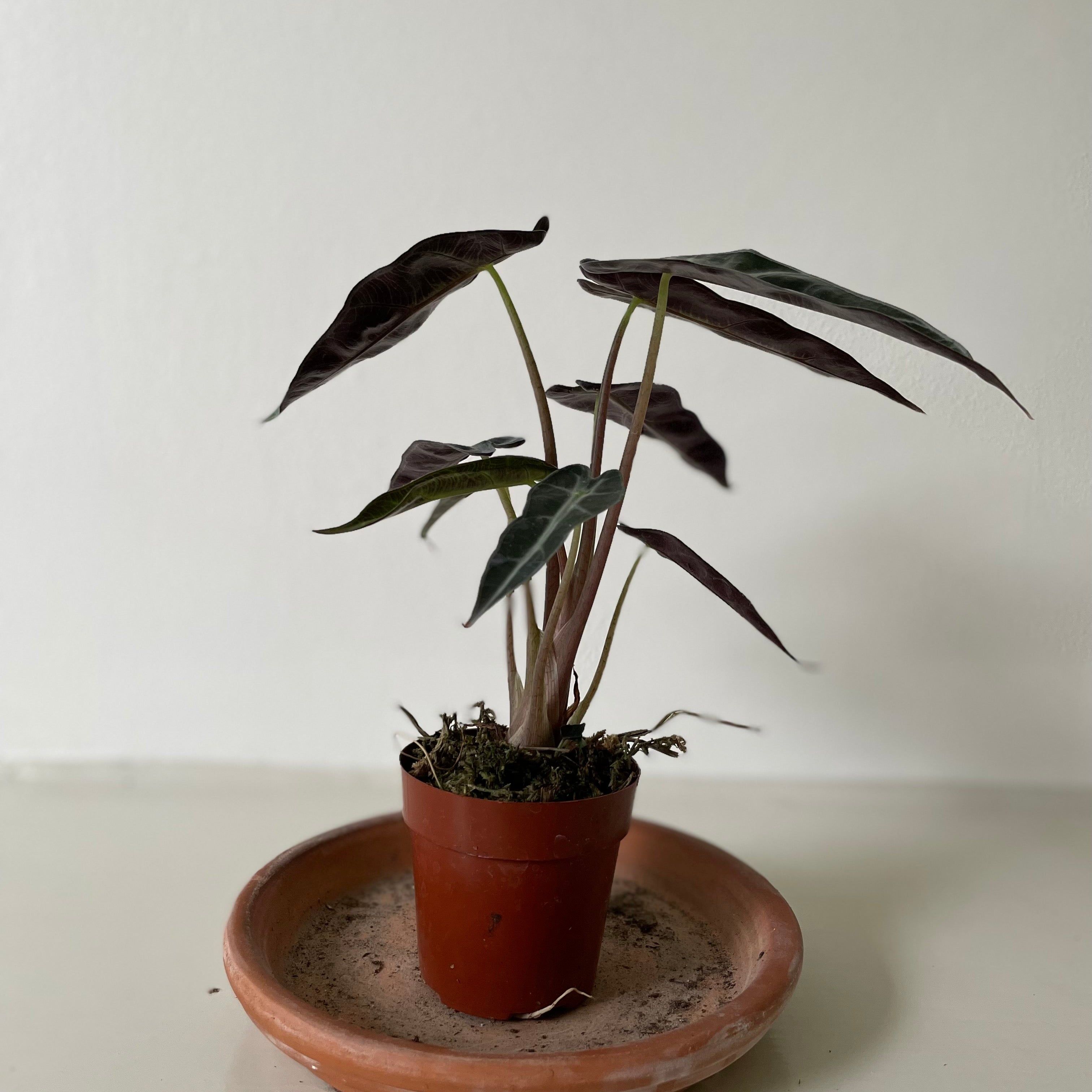 Alocasia Polly 'African Mask'