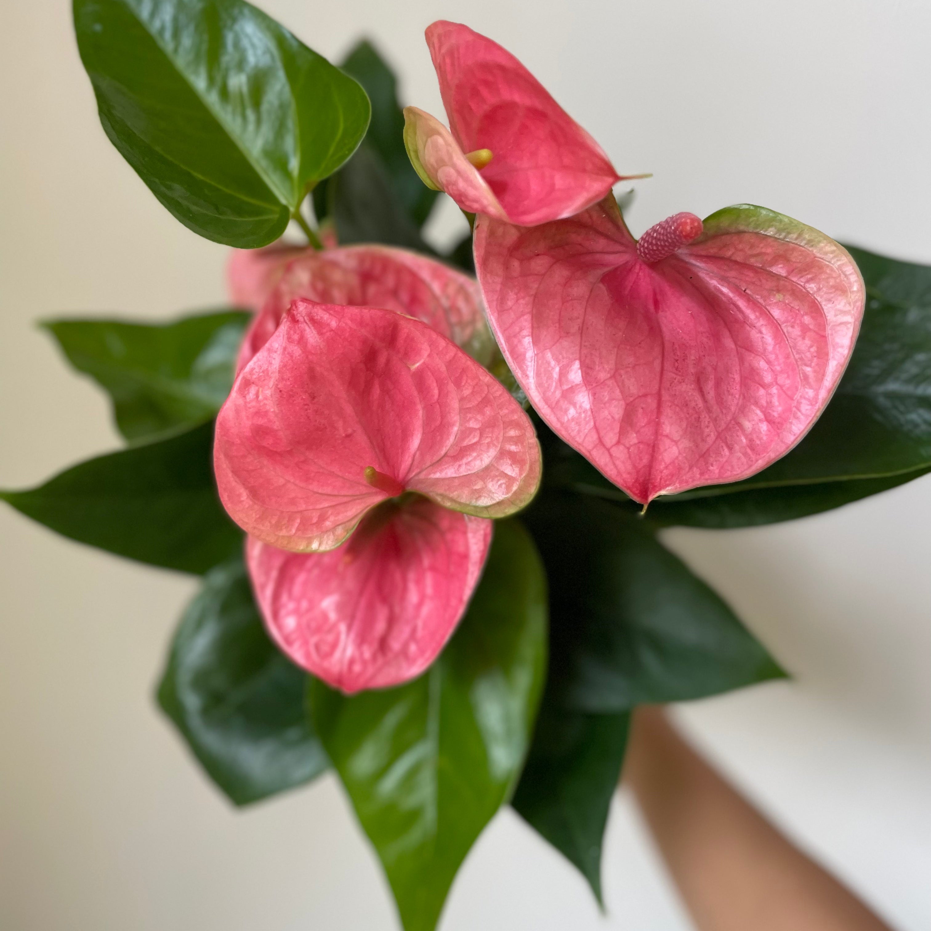 Anthurium 'Pink'
