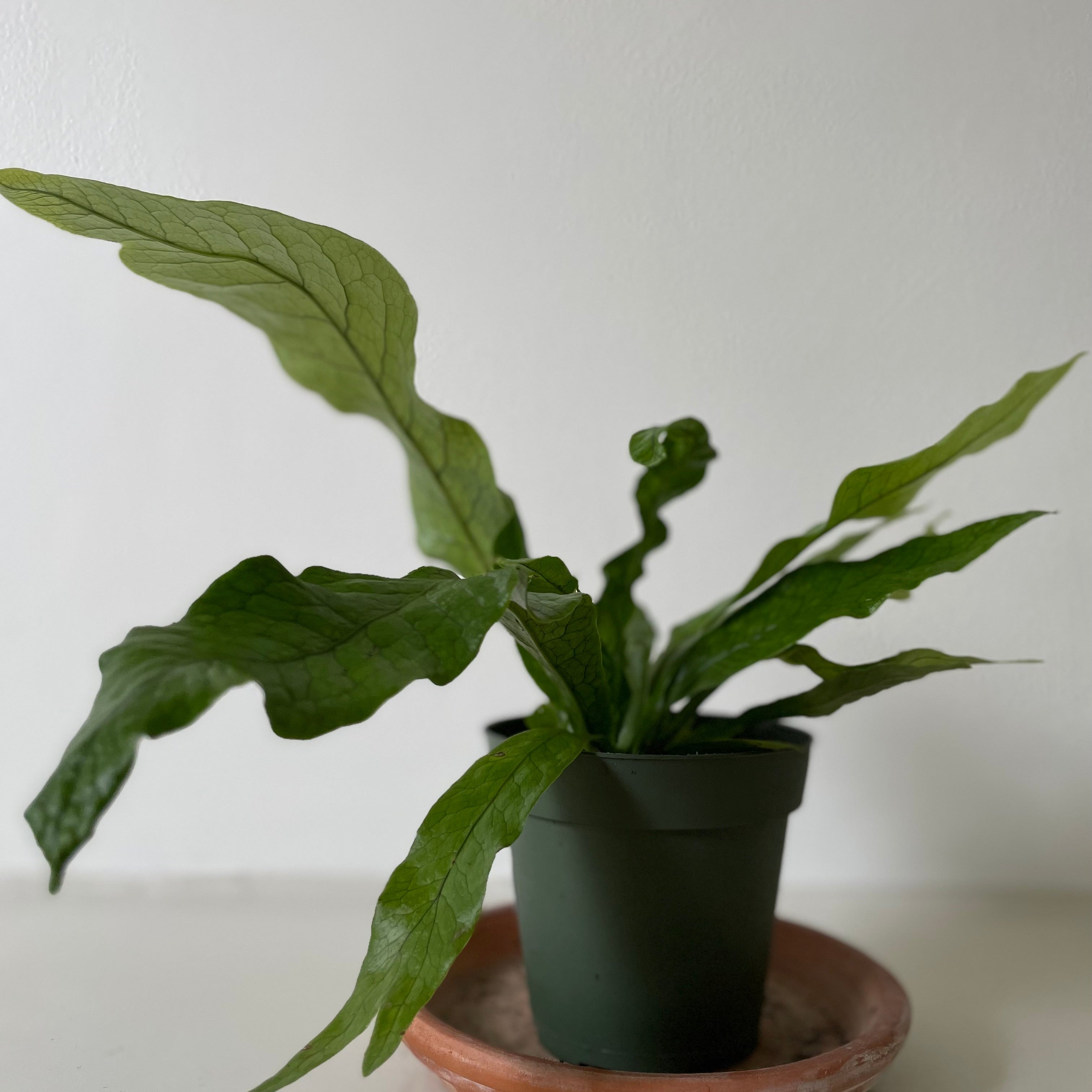 Fern 'Crocodile'