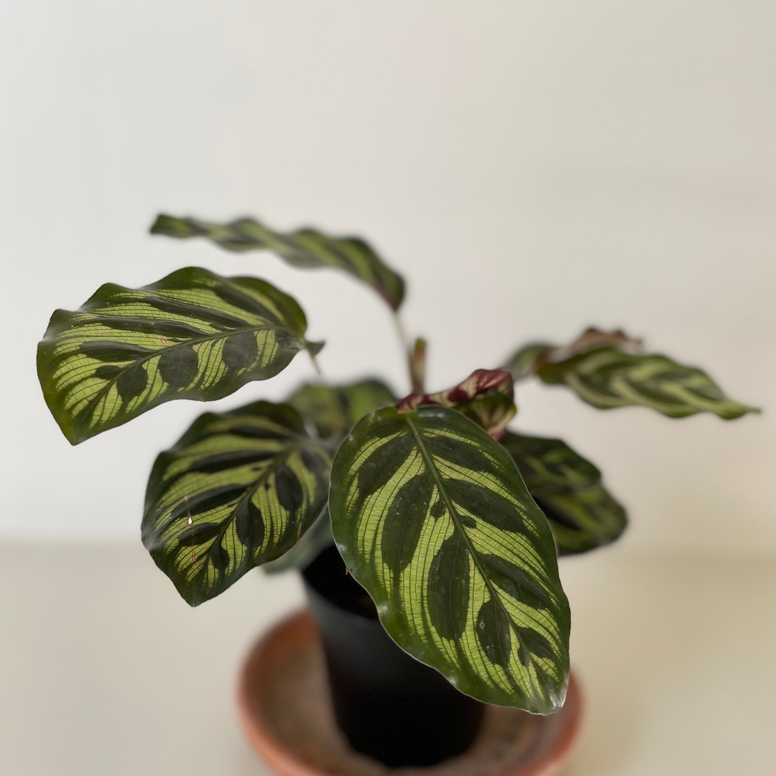 'Peacock' Makoyana Calathea