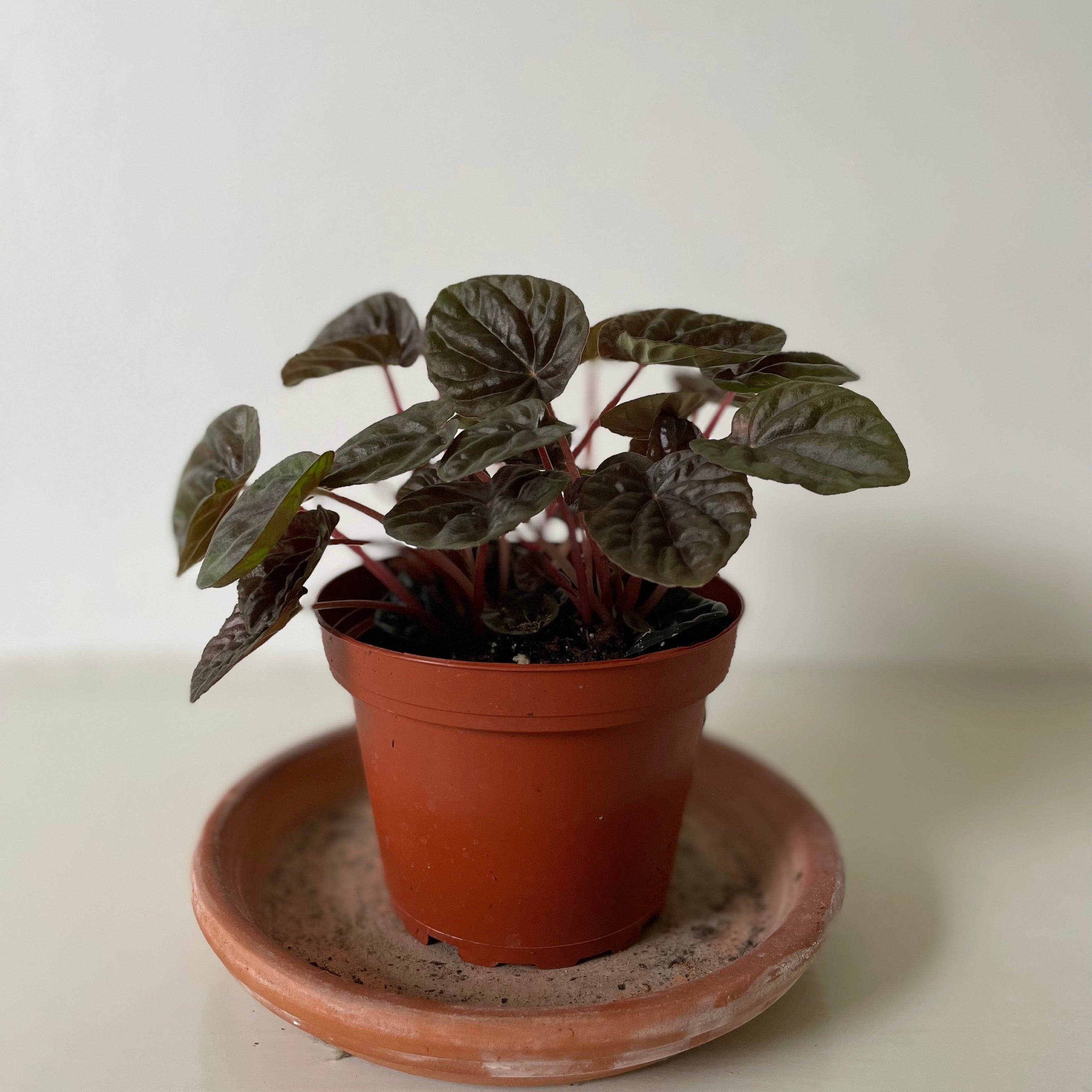 'Red Ripple' Peperomia