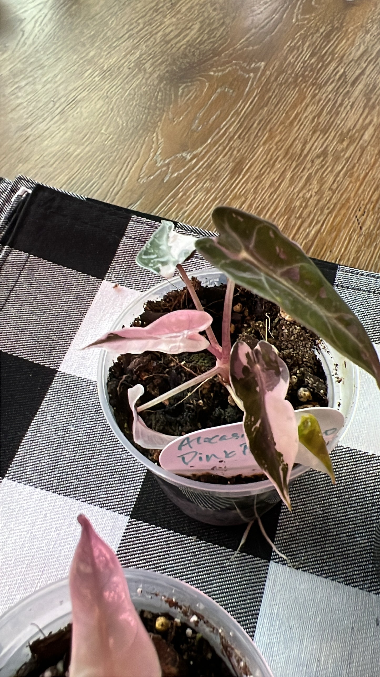 Alocasia Pink Bambino