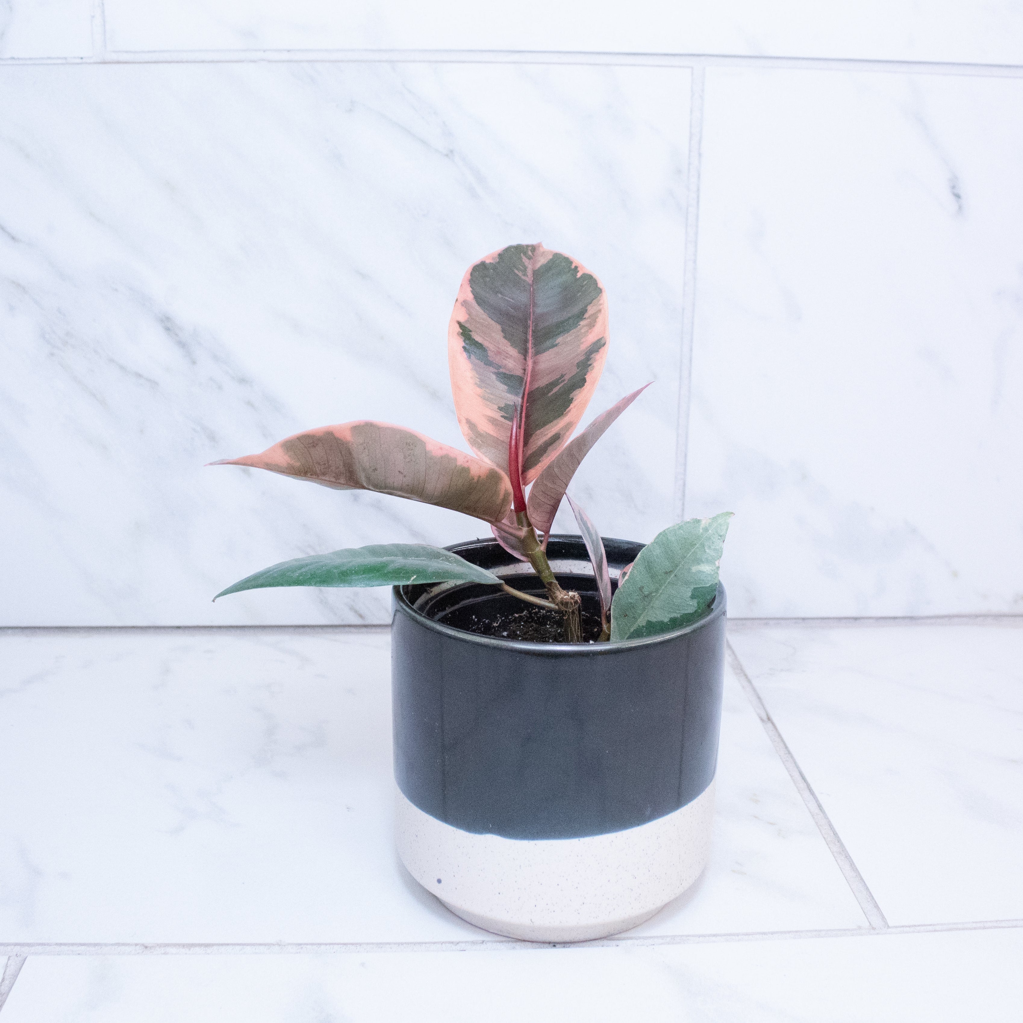 Ficus Ruby, 4" Plant