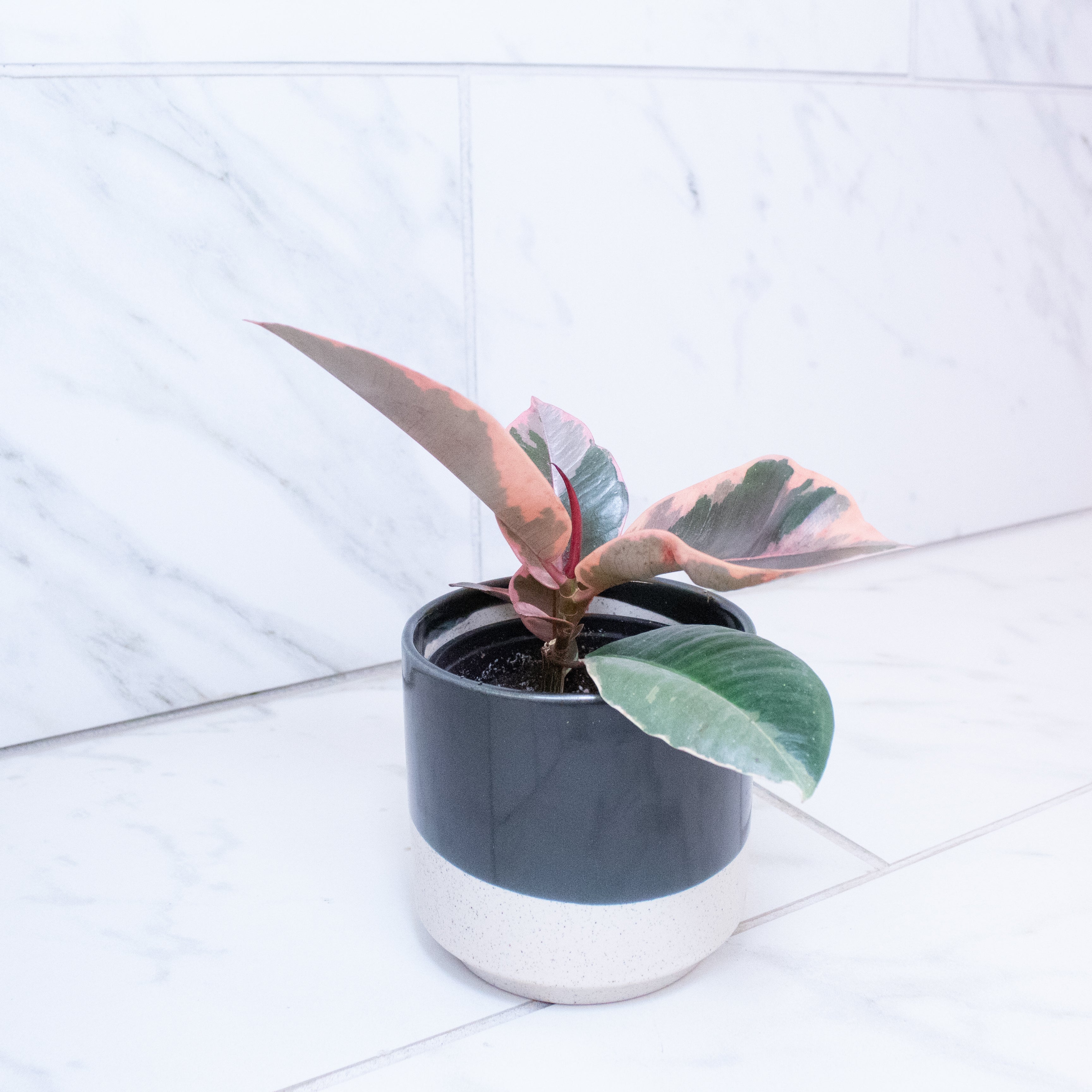 Ficus Ruby, 4" Plant