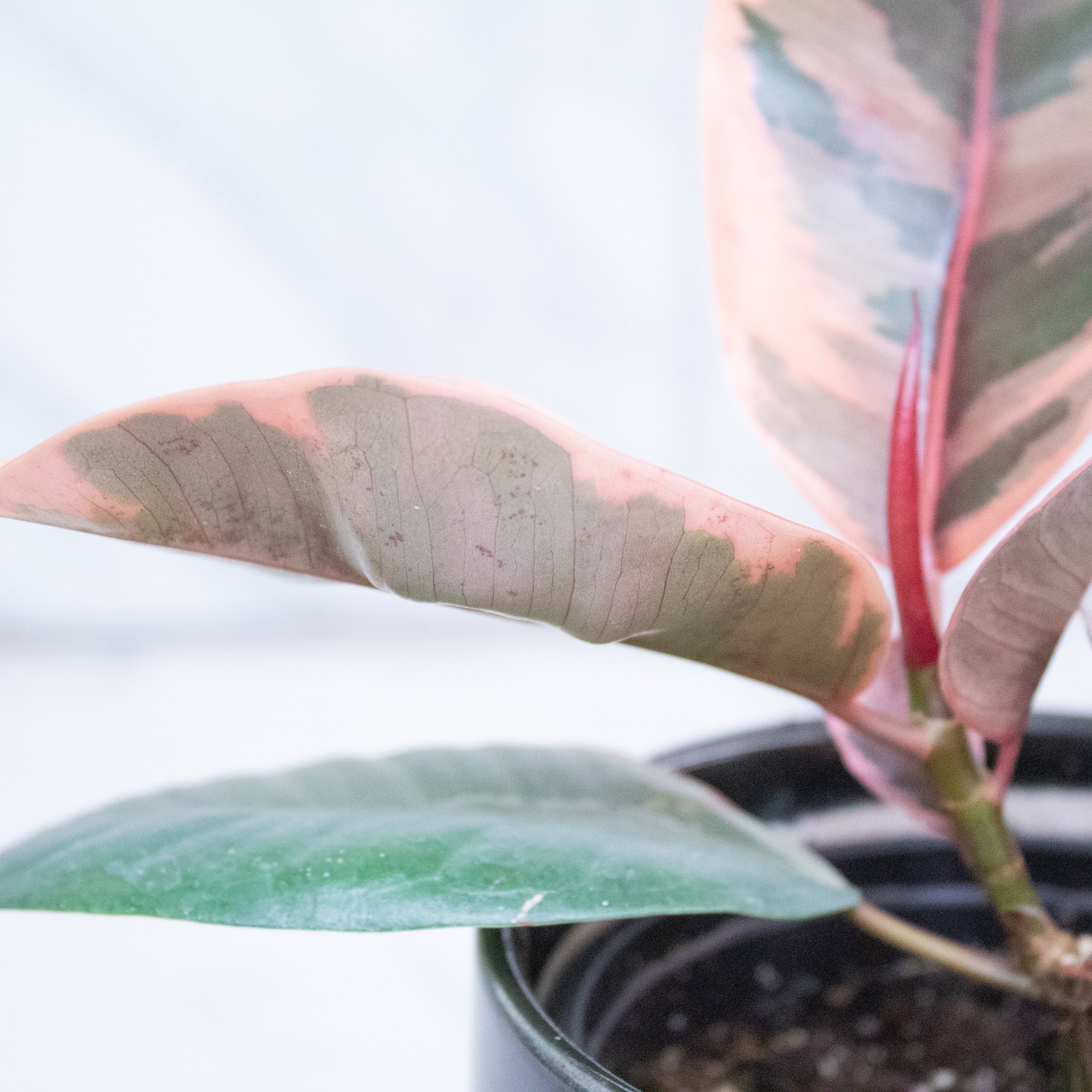 Ficus Ruby, 4" Plant