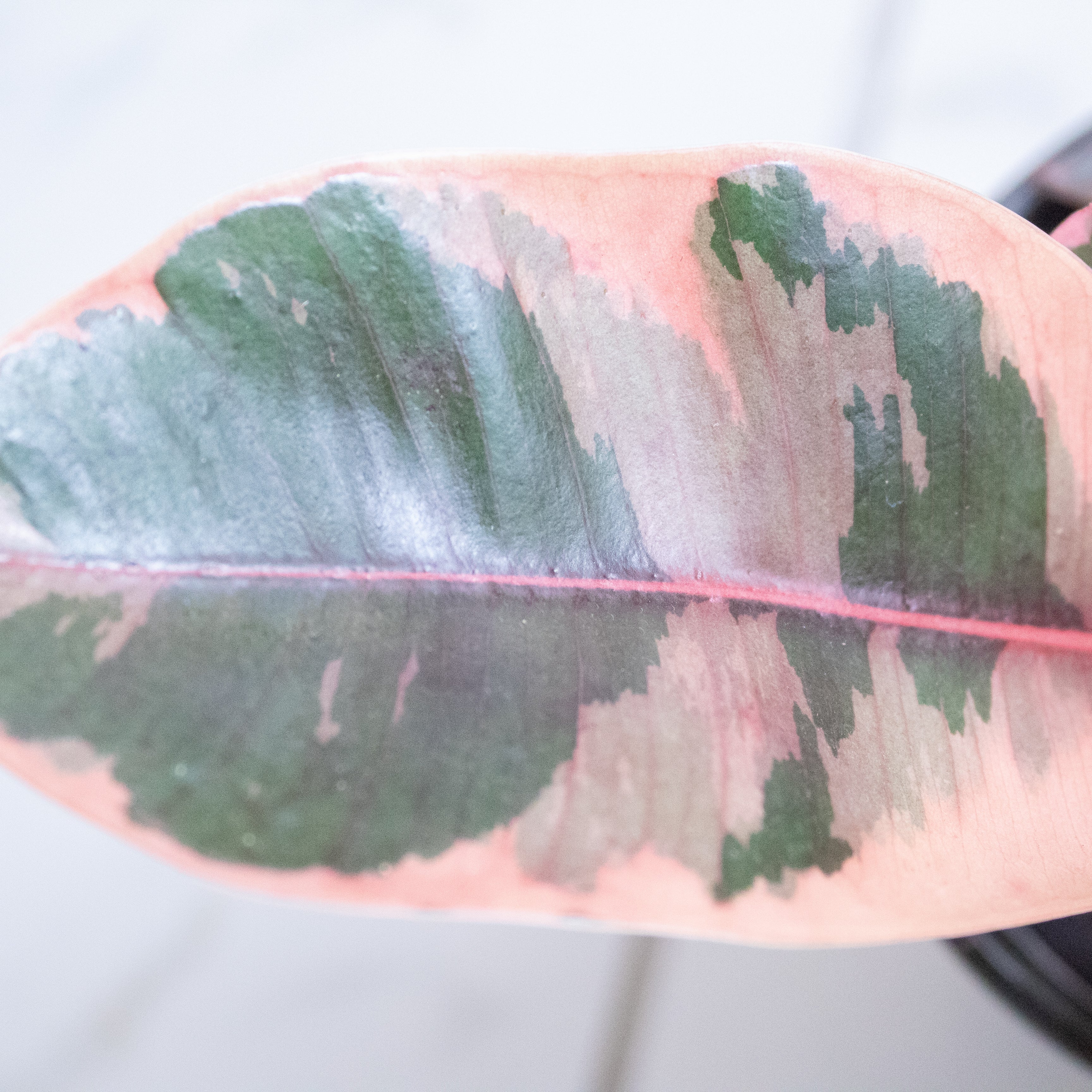 Ficus Ruby, 4" Plant