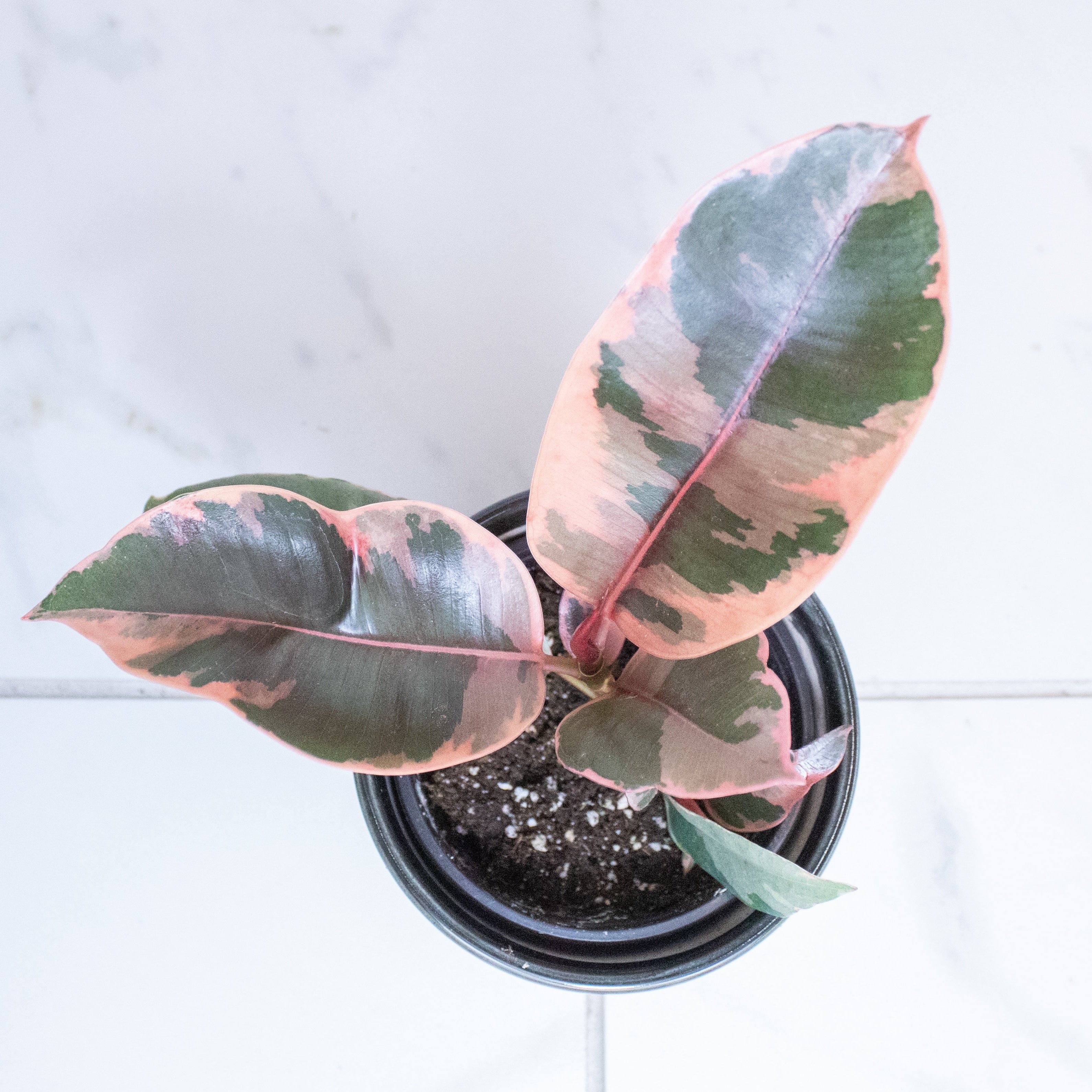 Ficus Ruby, 4" Plant