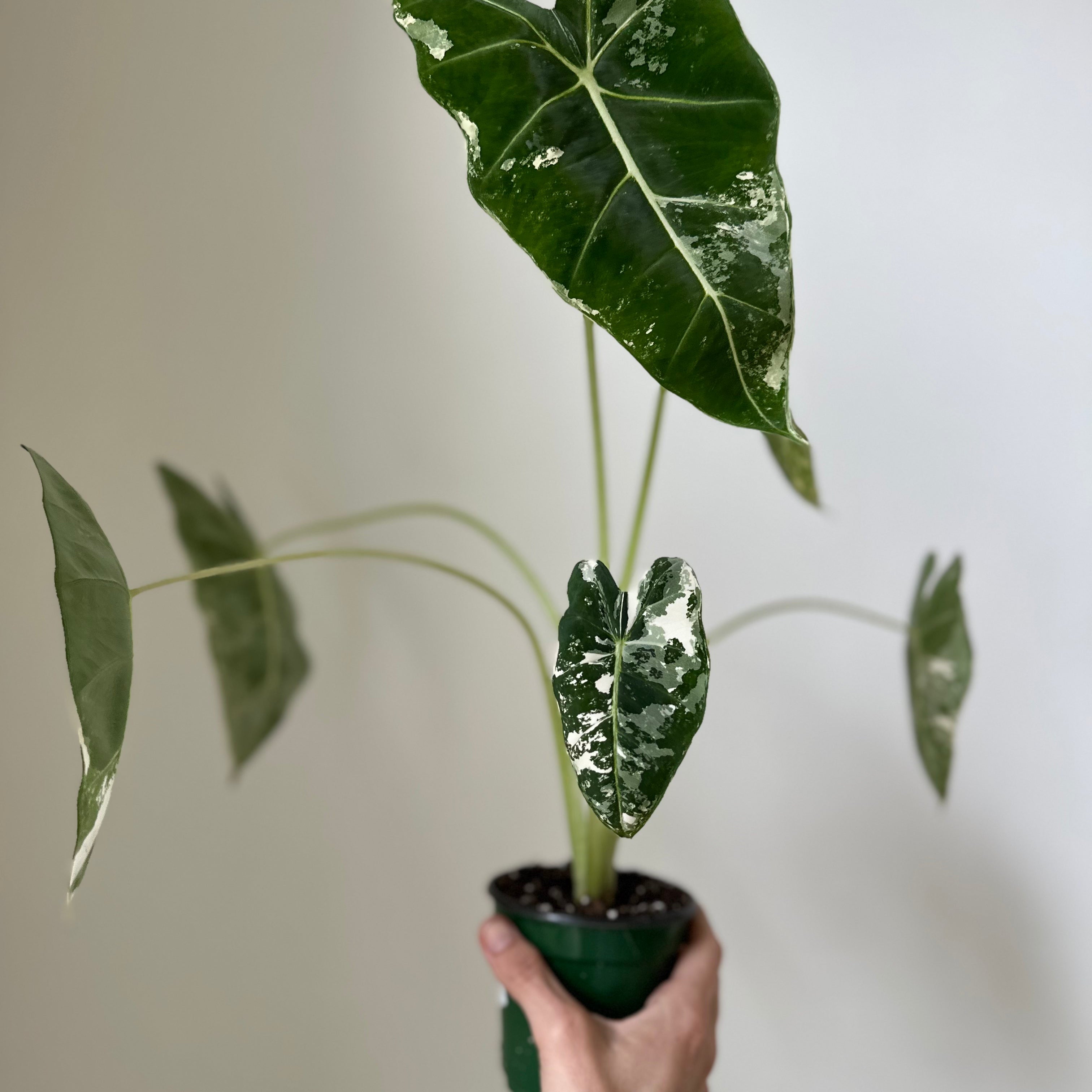 Alocasia Micholitziana 'Frydek' Variegated