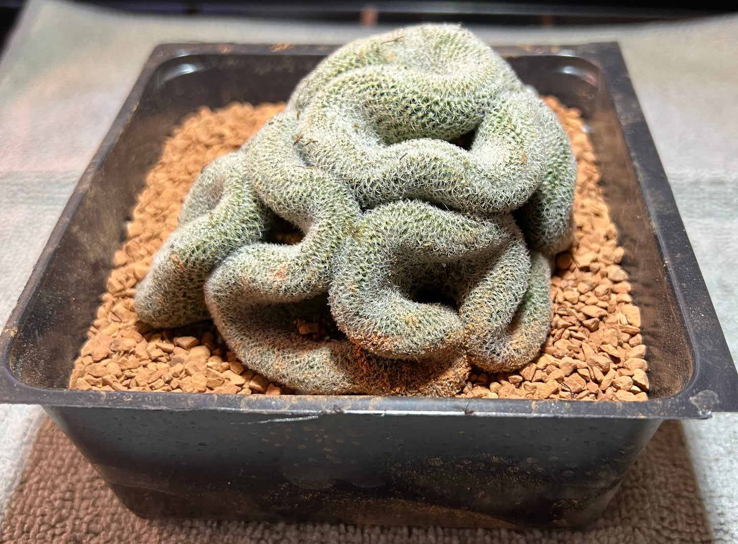 Brain Cactus