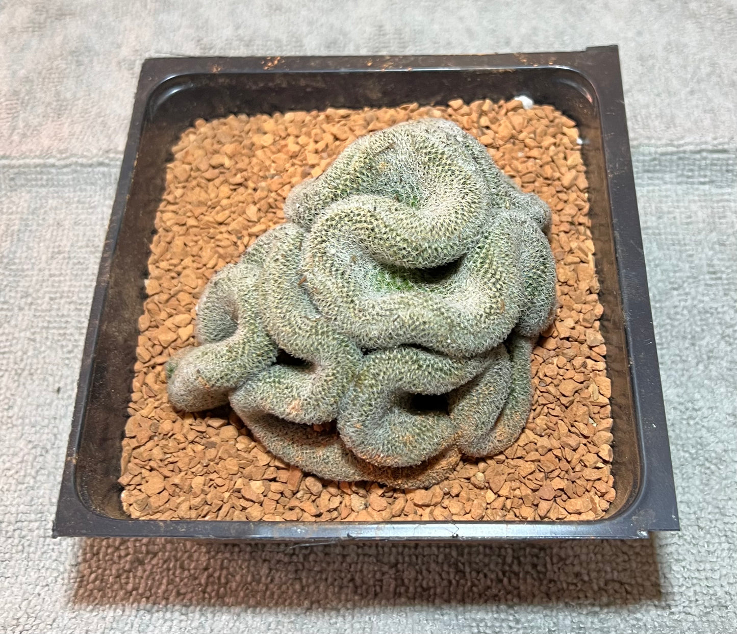 Brain Cactus