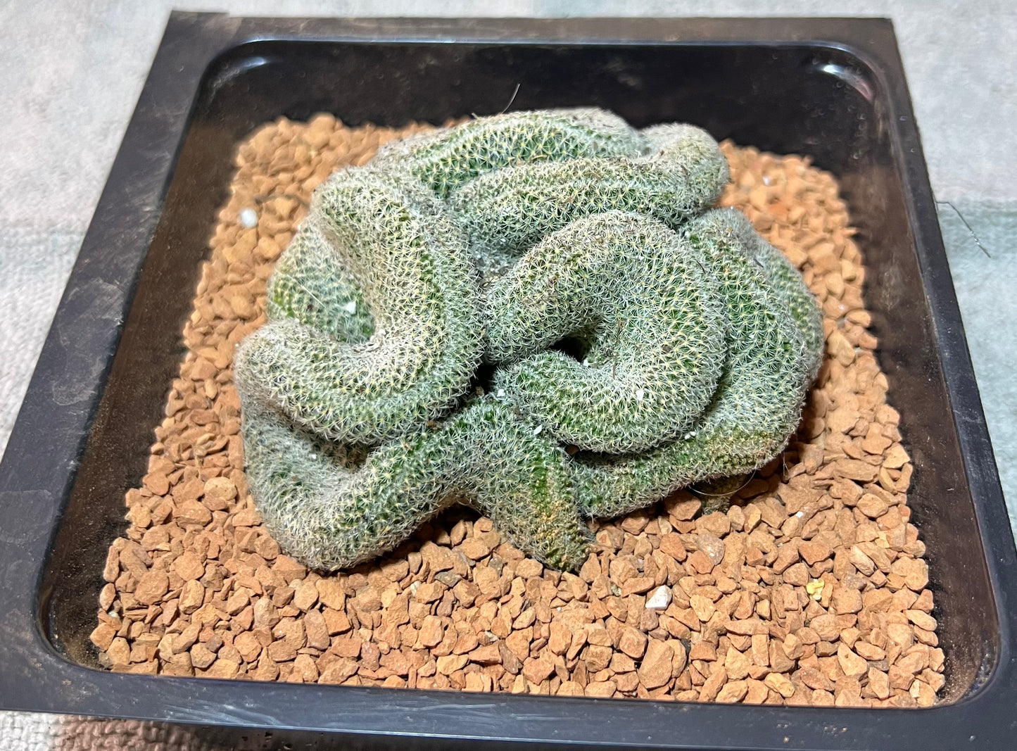 Brain Cactus