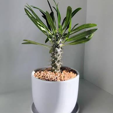 8in Madagascar Palm
