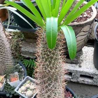 8in Madagascar Palm