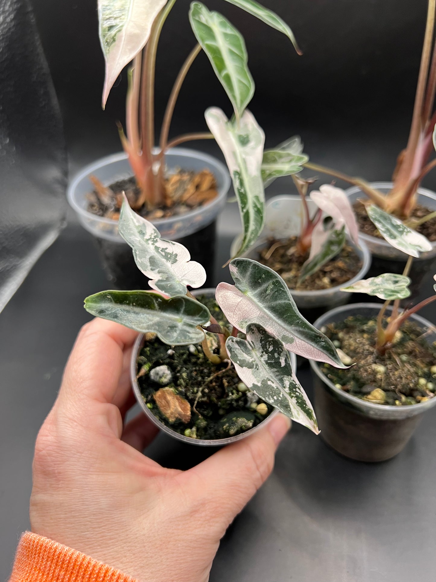 Alocasia Pink Bambino