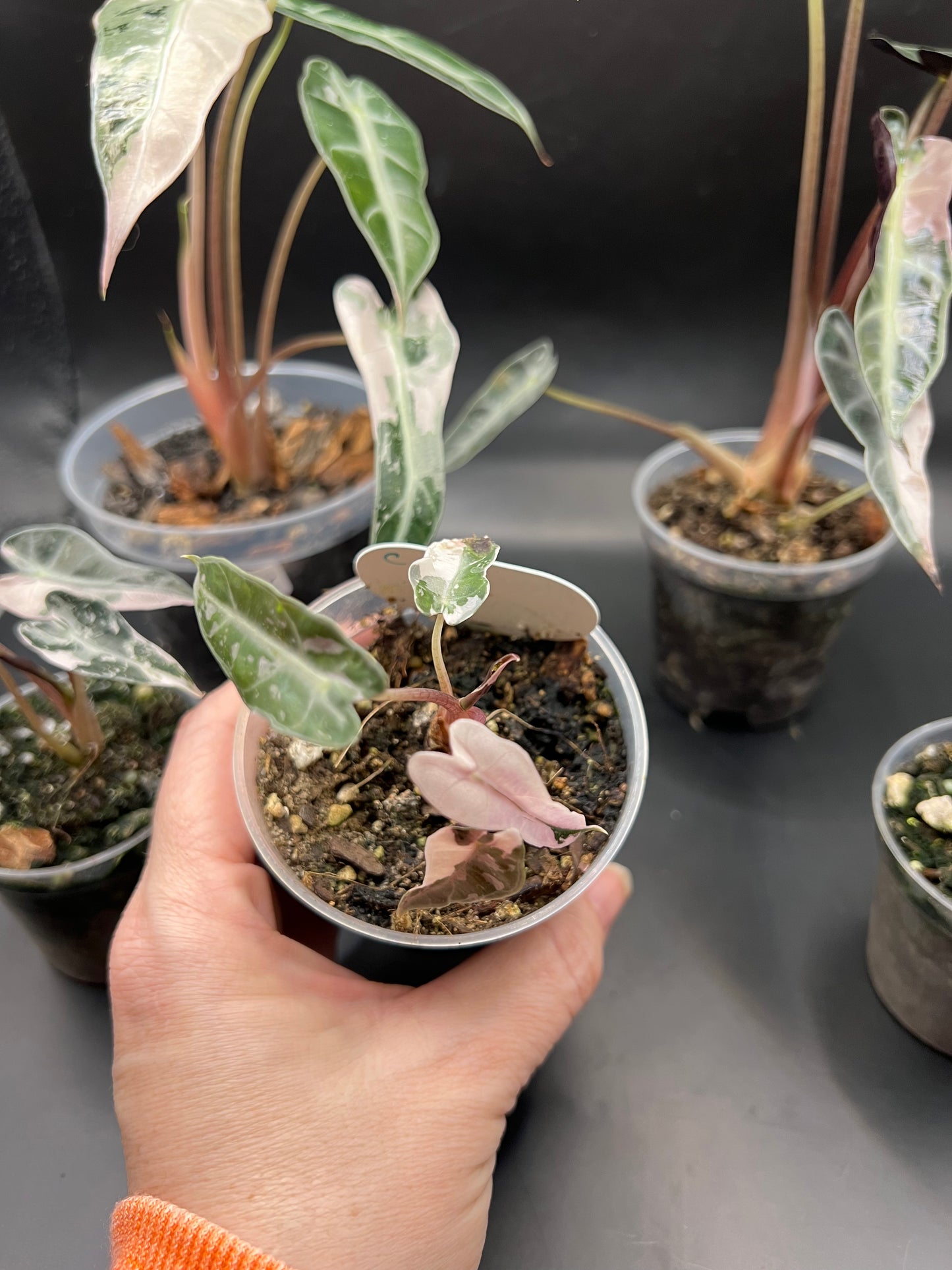 Alocasia Pink Bambino