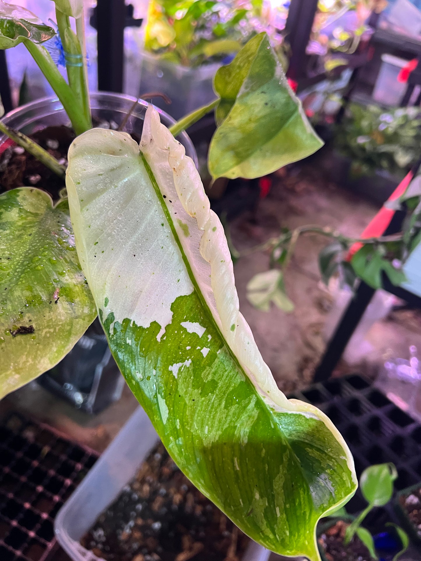 Philodendron Jose Bueno