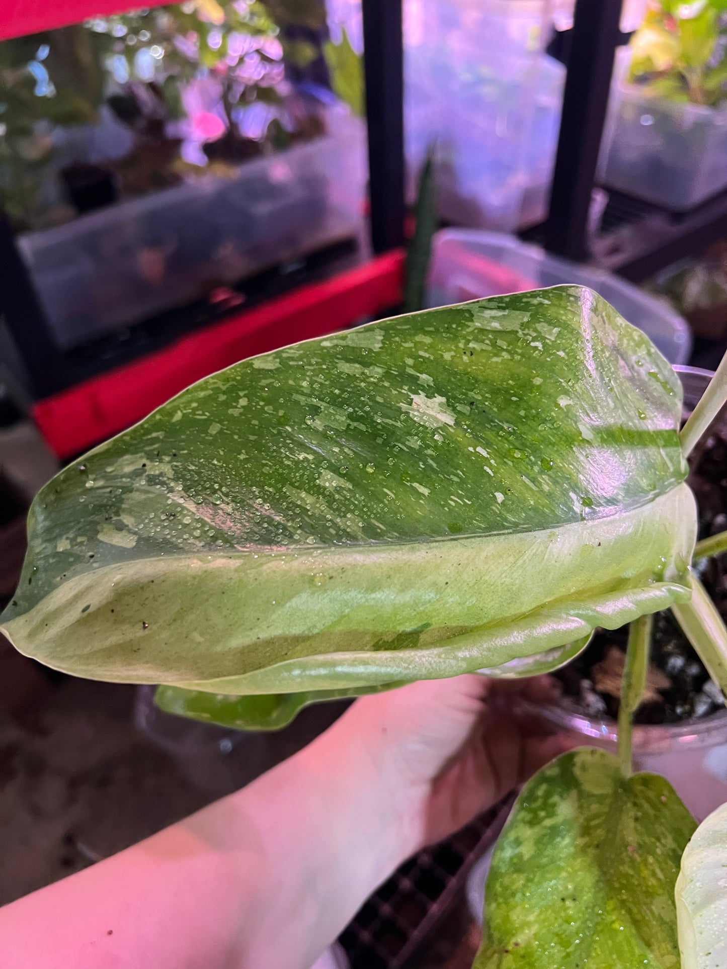 Philodendron Jose Bueno