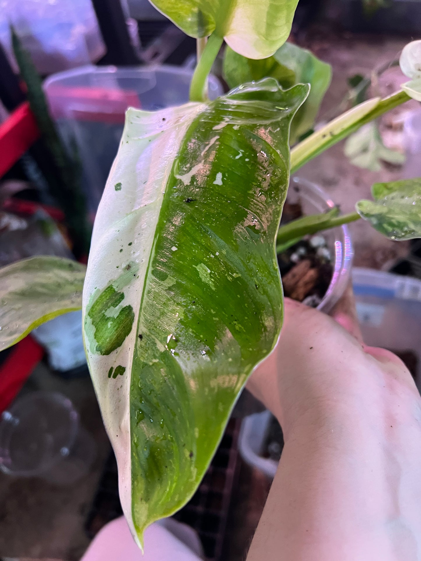 Philodendron Jose Bueno