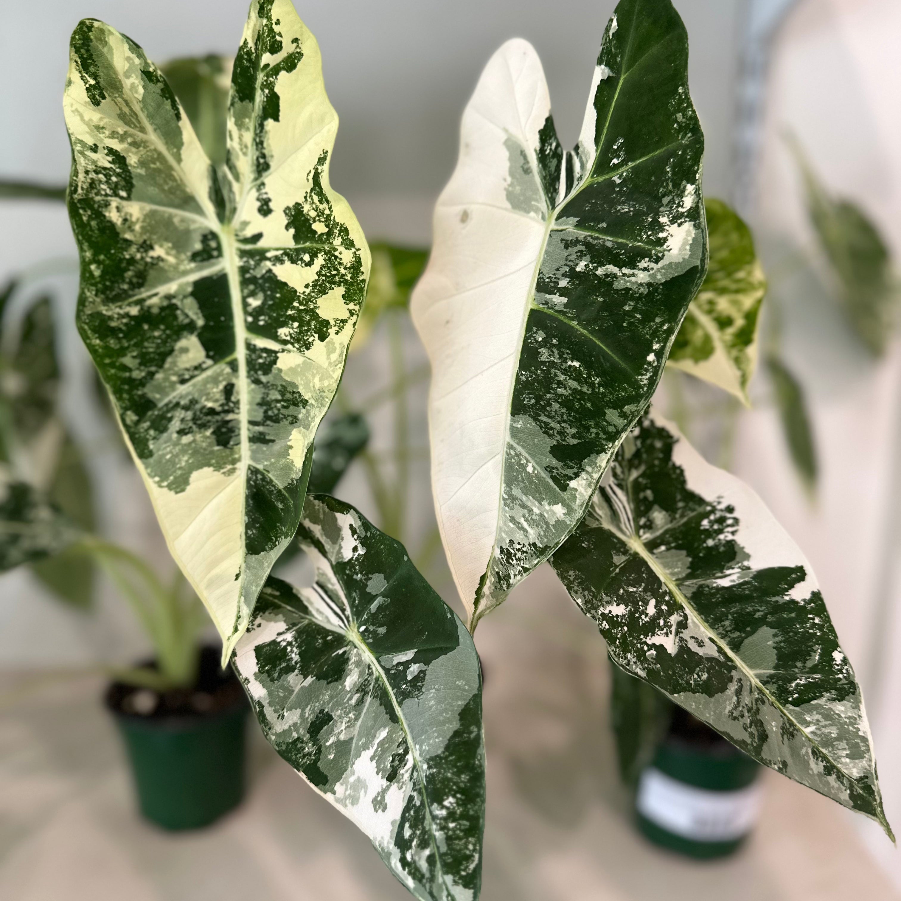 Alocasia Micholitziana 'Frydek' Variegated