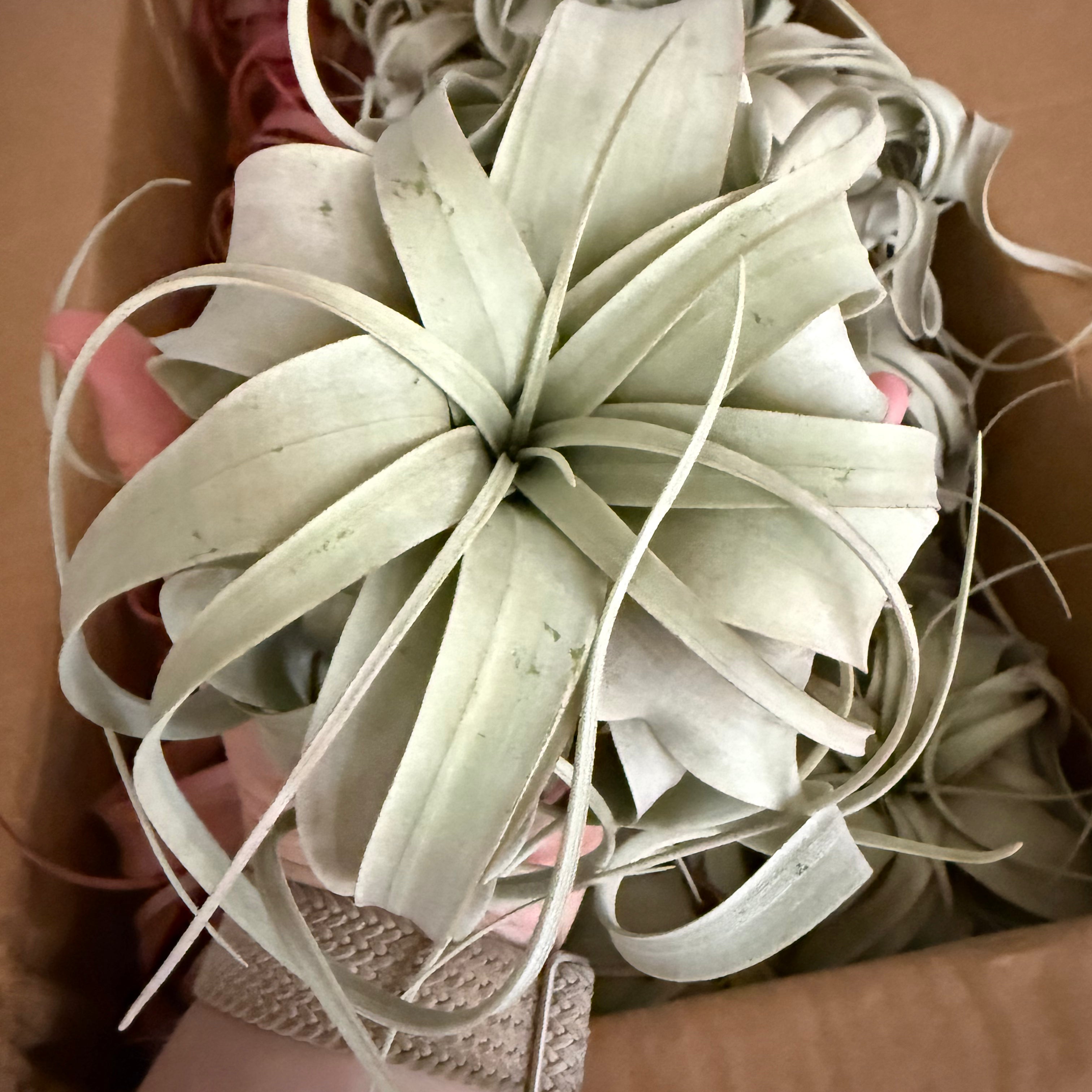 Air Plant Xerographica 4"-6"
