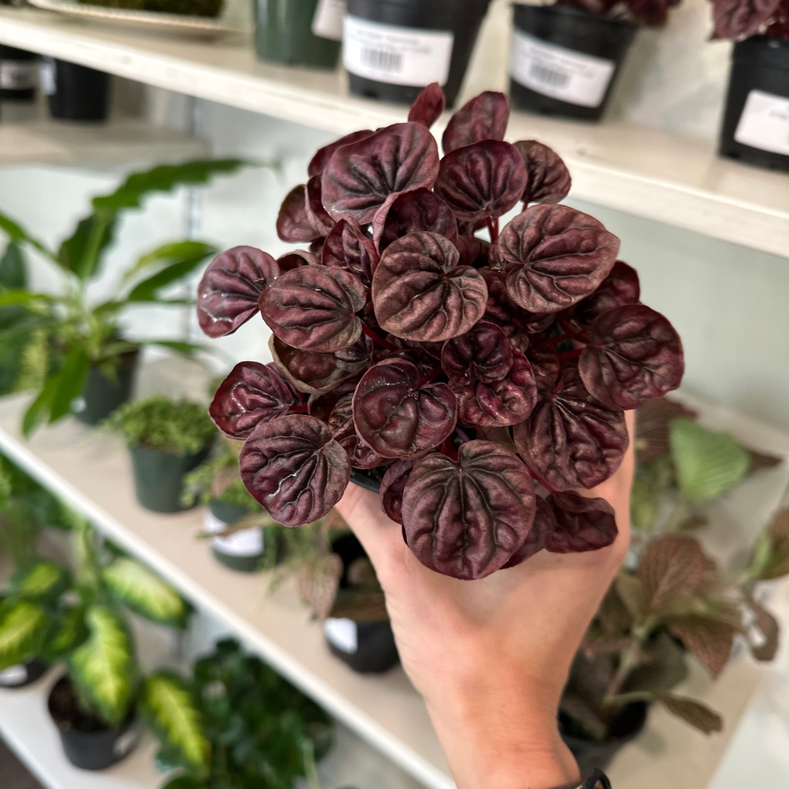 'Red Ripple' Peperomia