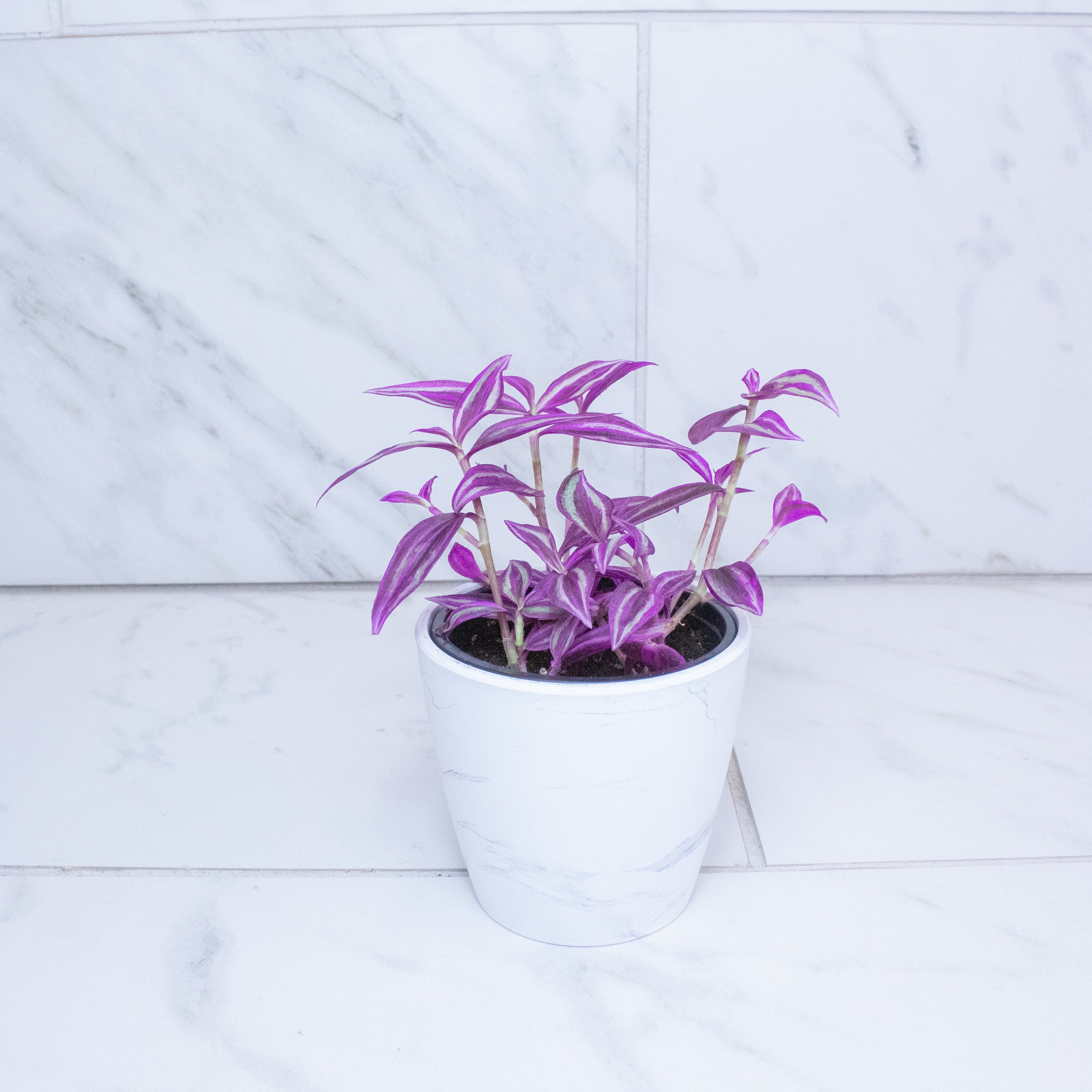 Tradescantia Pink Paradise, 4" Plant