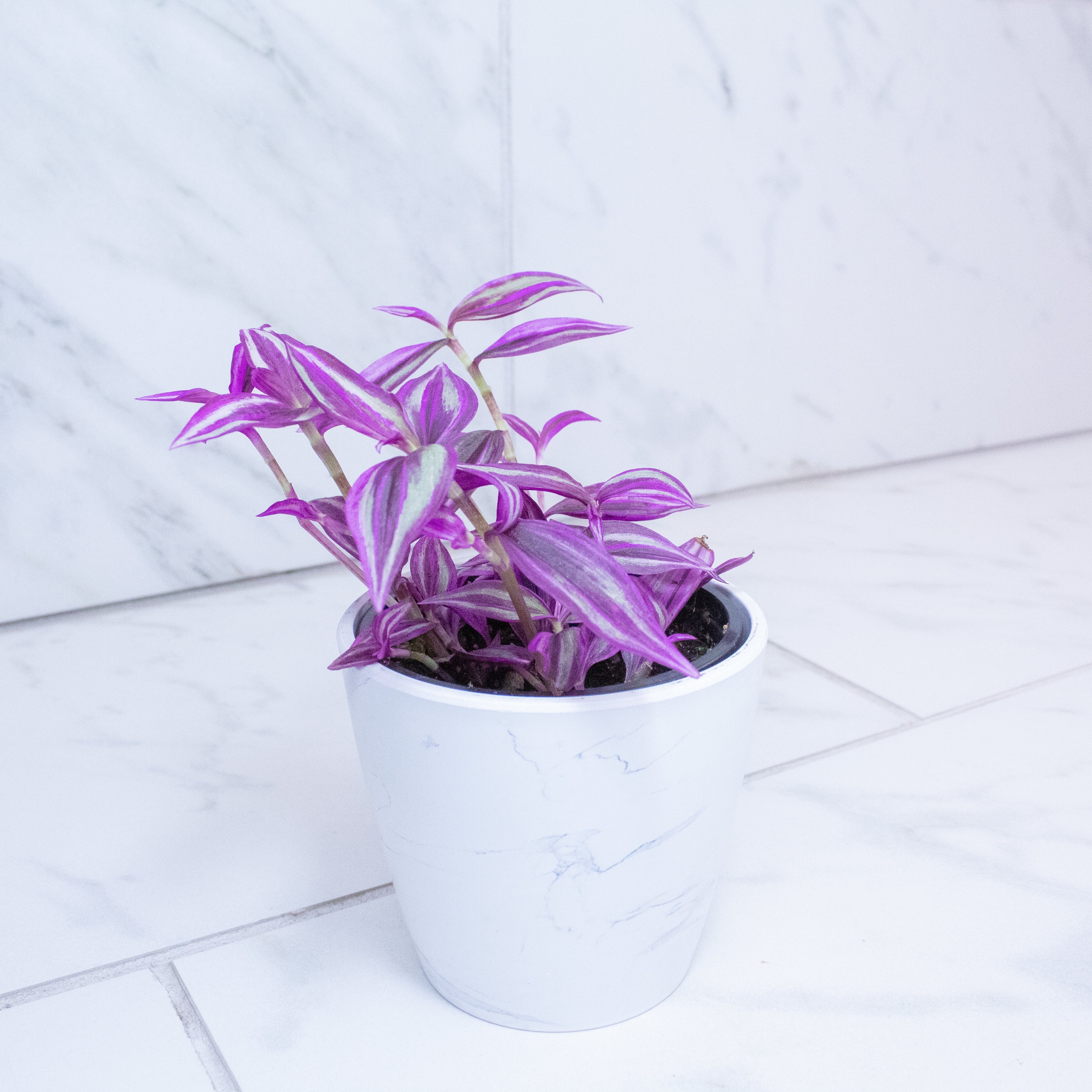 Tradescantia Pink Paradise, 4" Plant