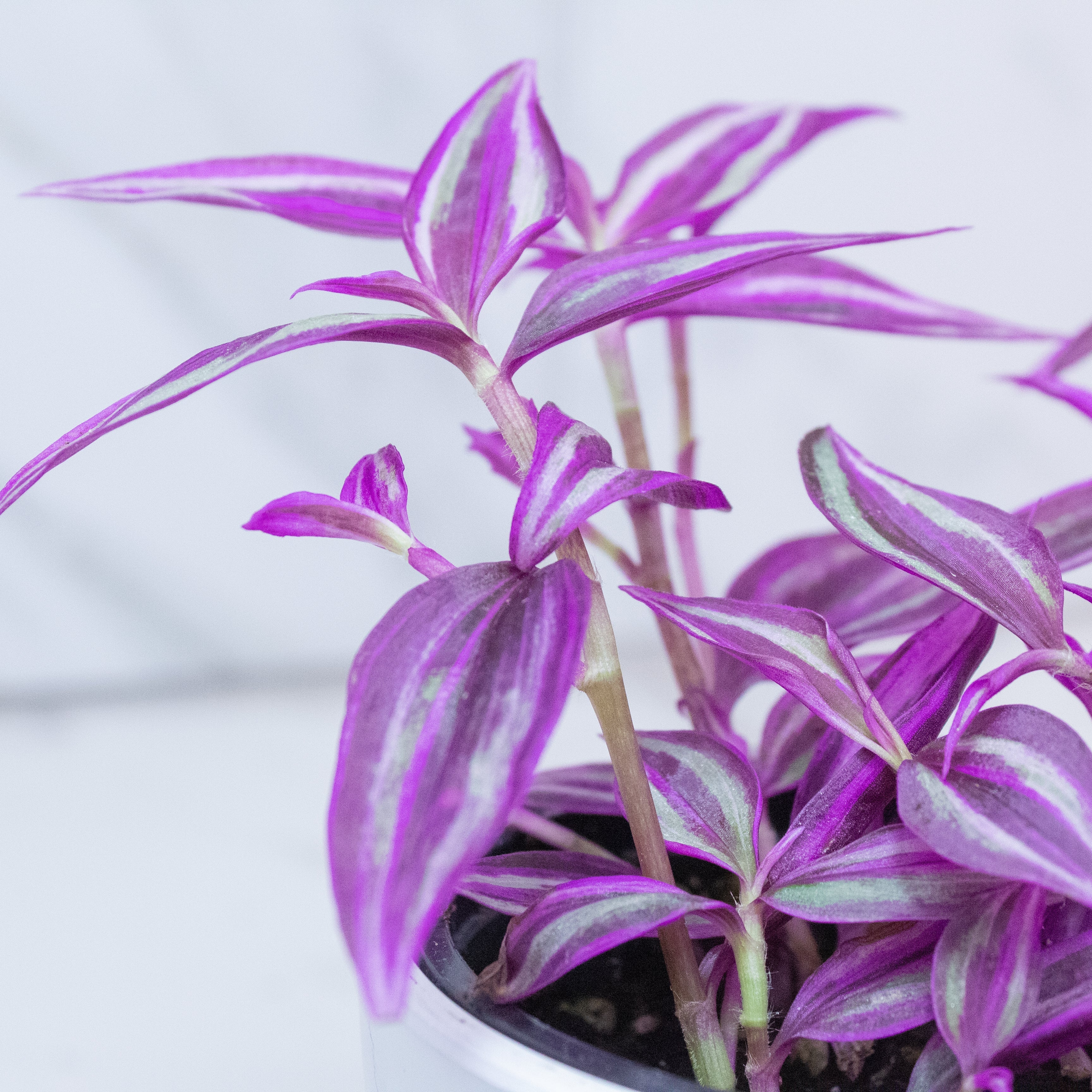 Tradescantia Pink Paradise, 4" Plant