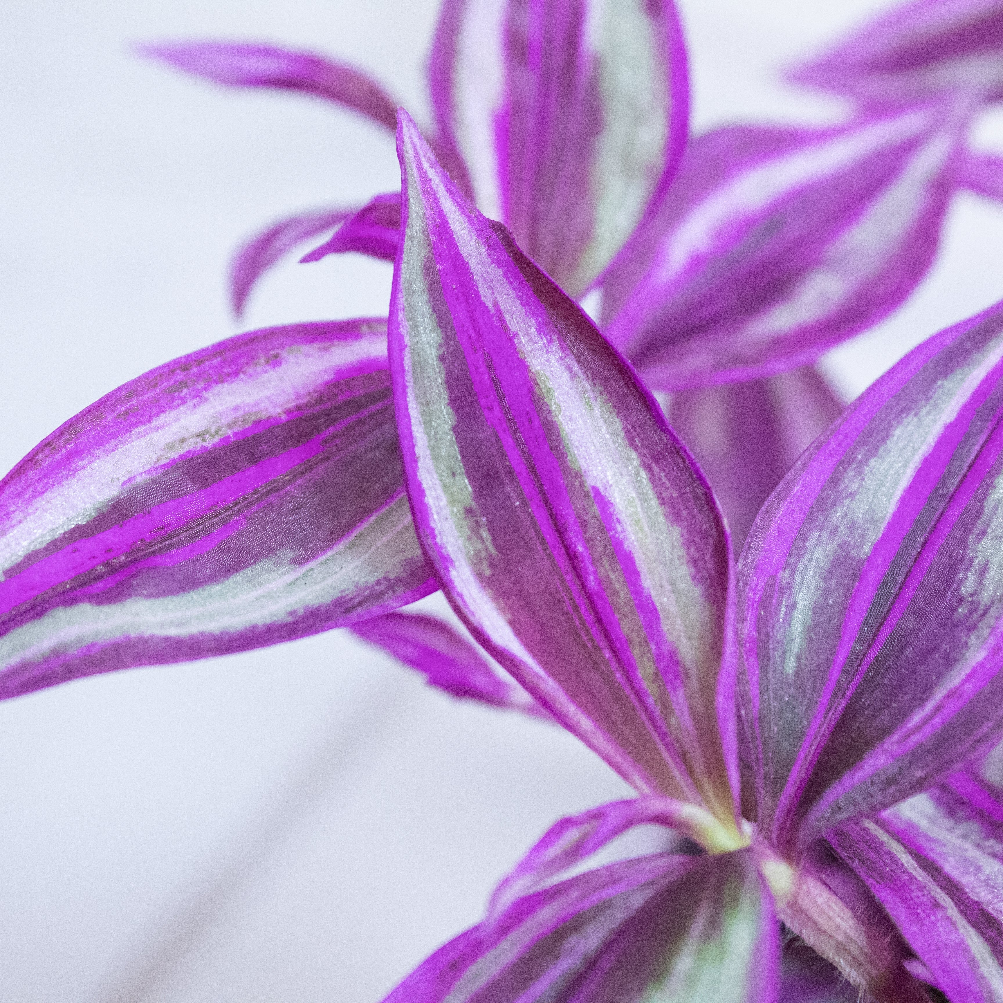 Tradescantia Pink Paradise, 4" Plant