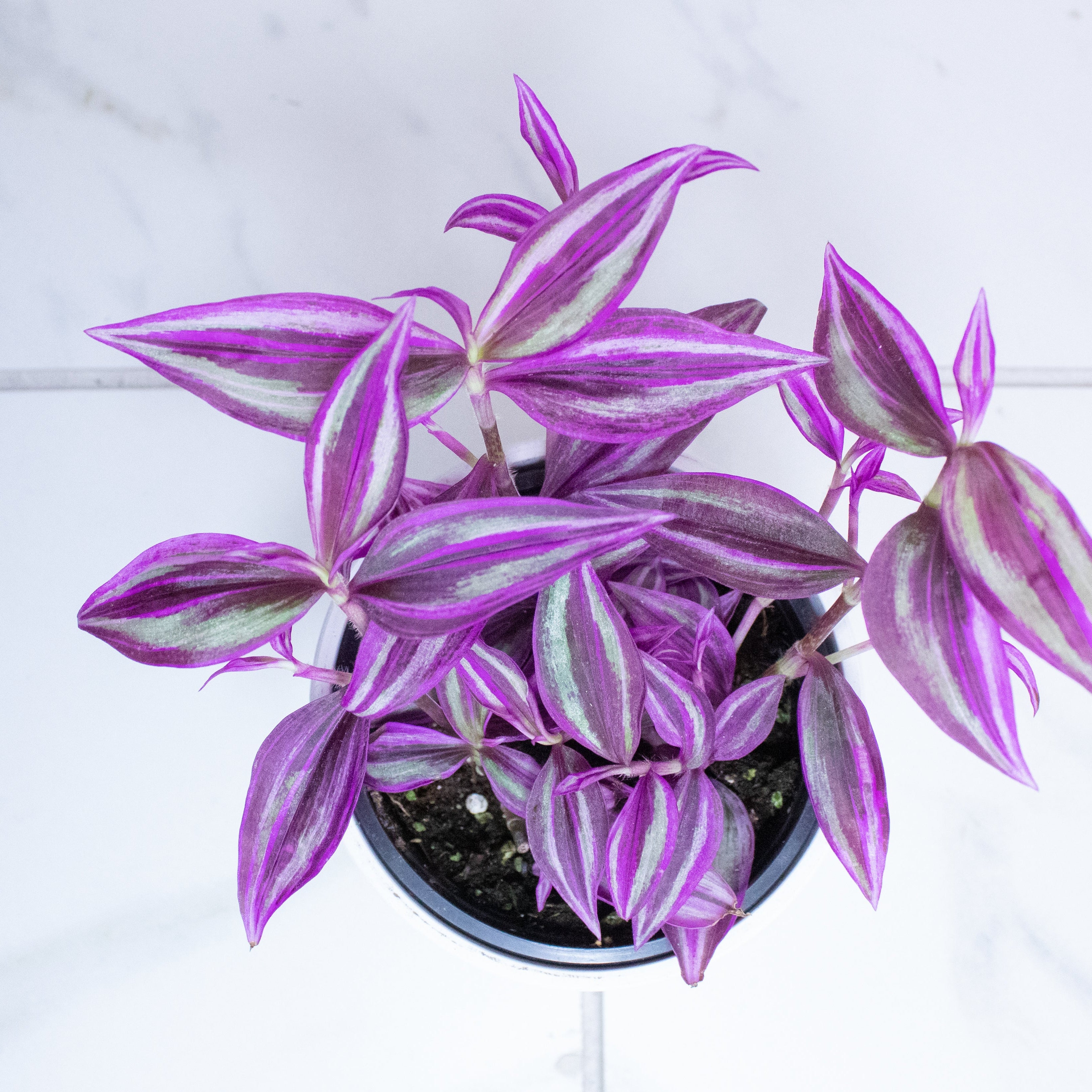 Tradescantia Pink Paradise, 4" Plant