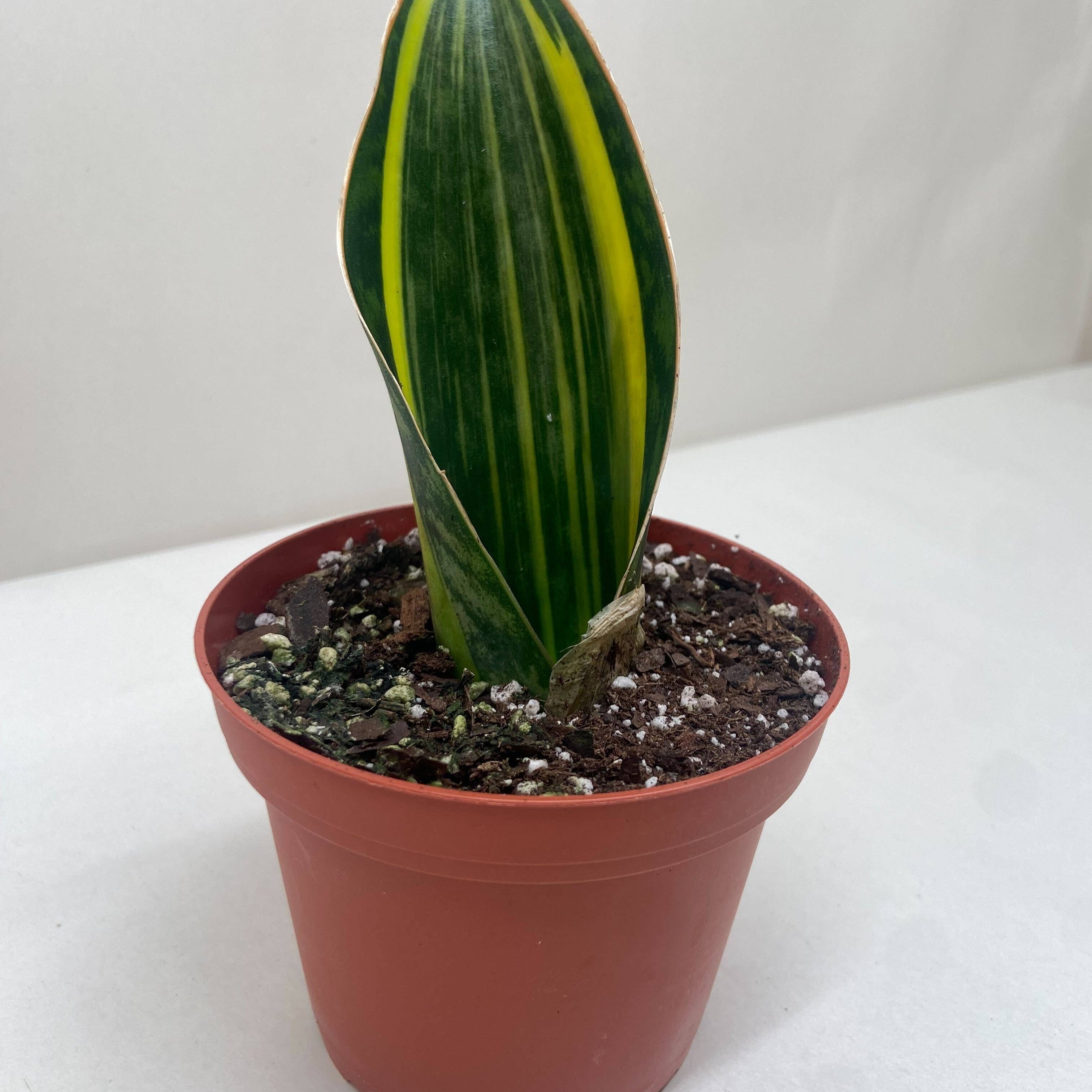 Variegated Shark Fin Snake Plant - 4" Pot