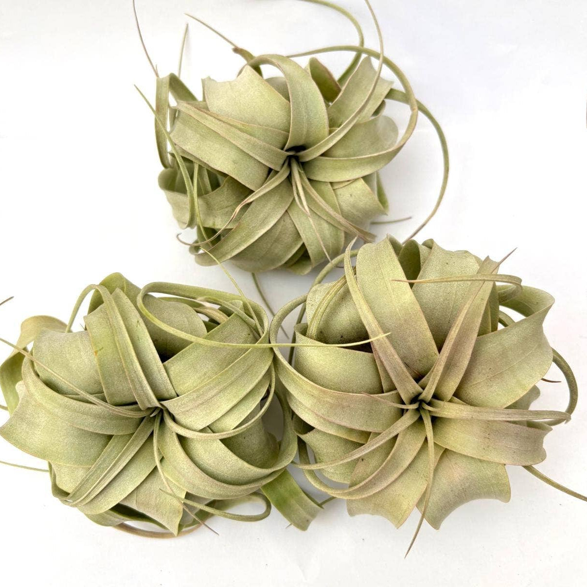 Air Plant Xerographica 4"-6"