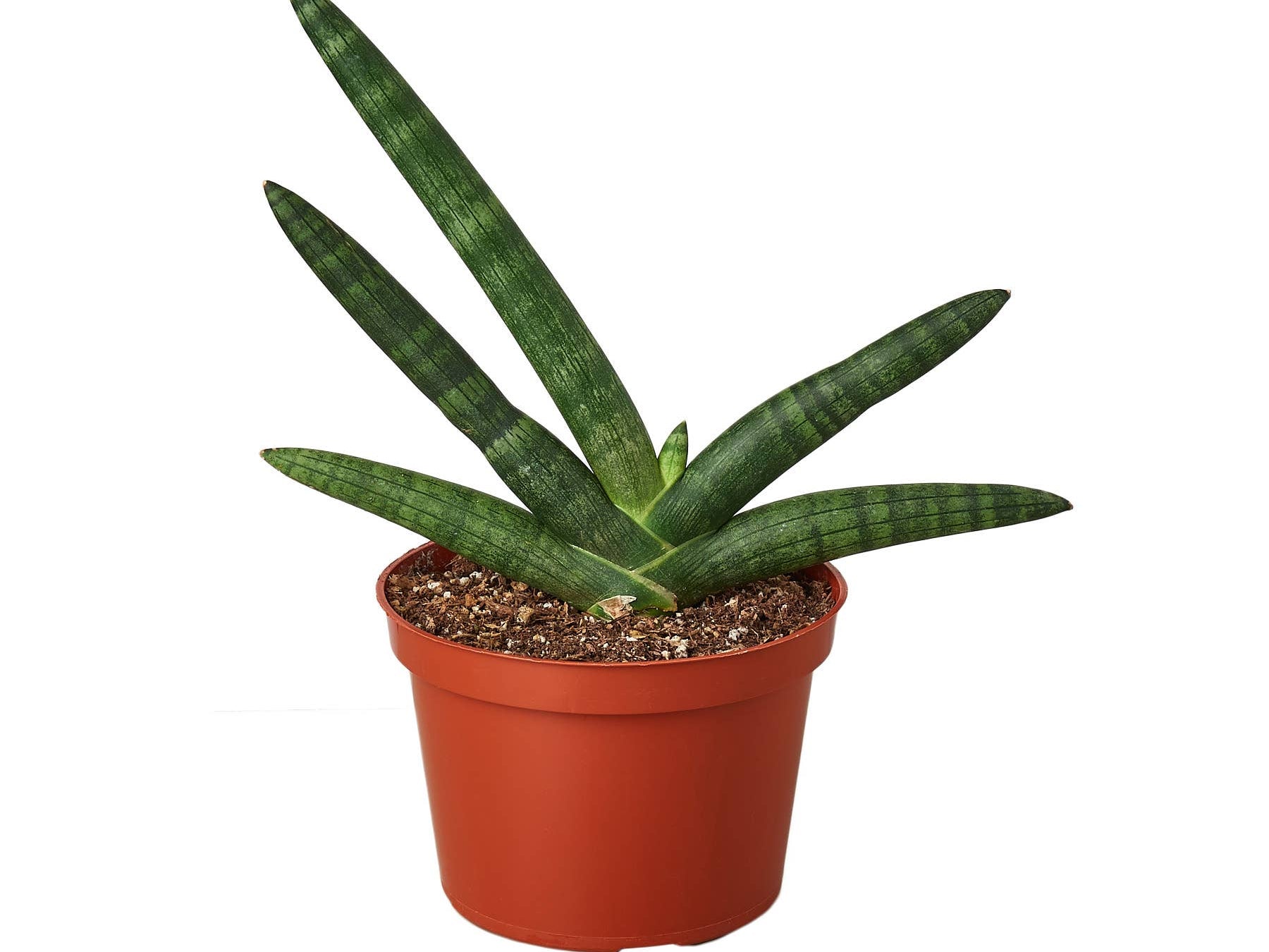 SNAKE STARFISH 6-inch