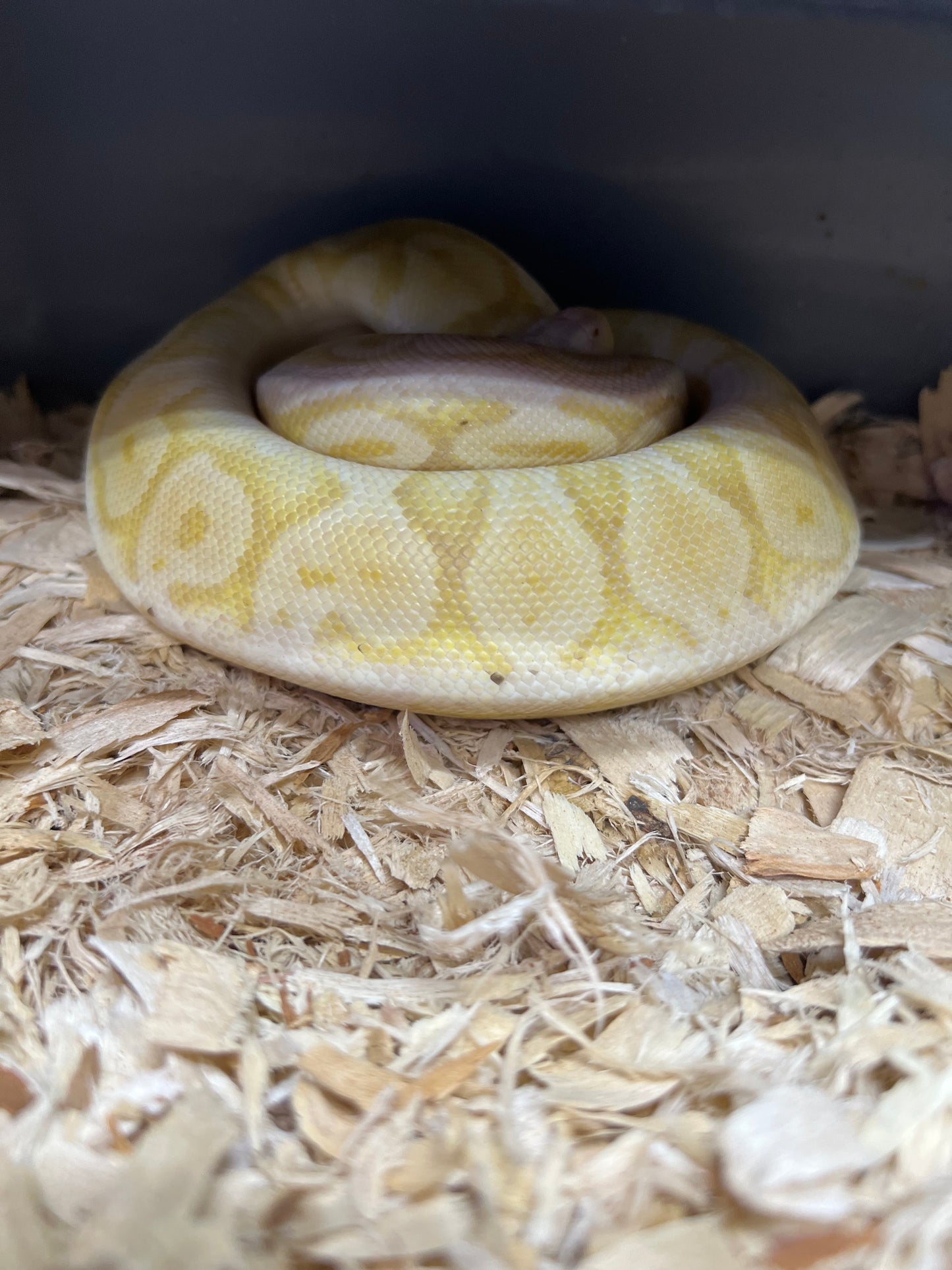 Pastel Leopard Ghost