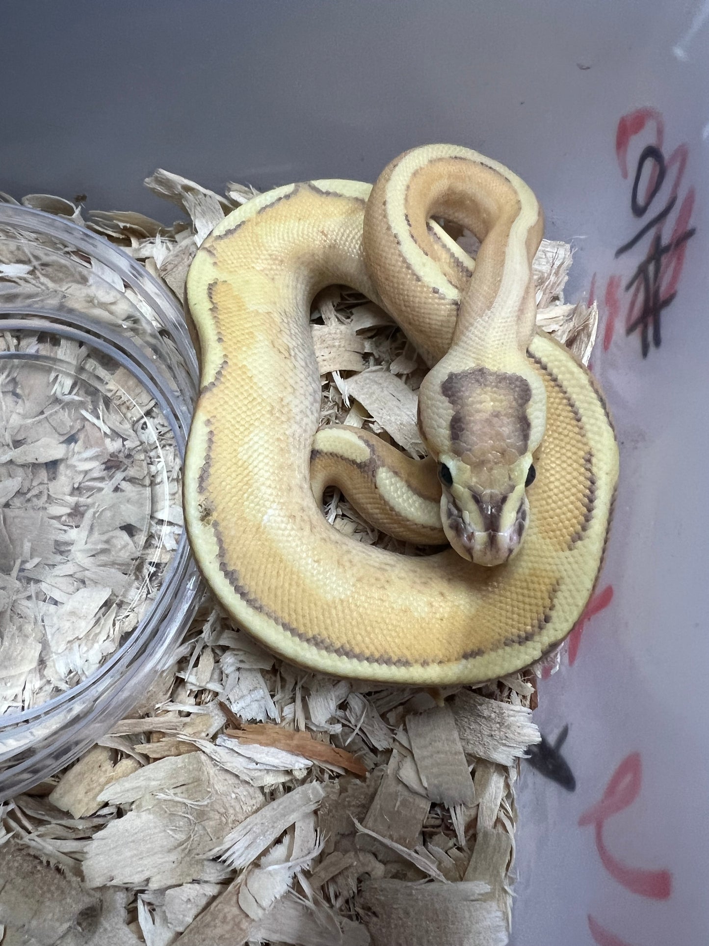 Enchi Puma