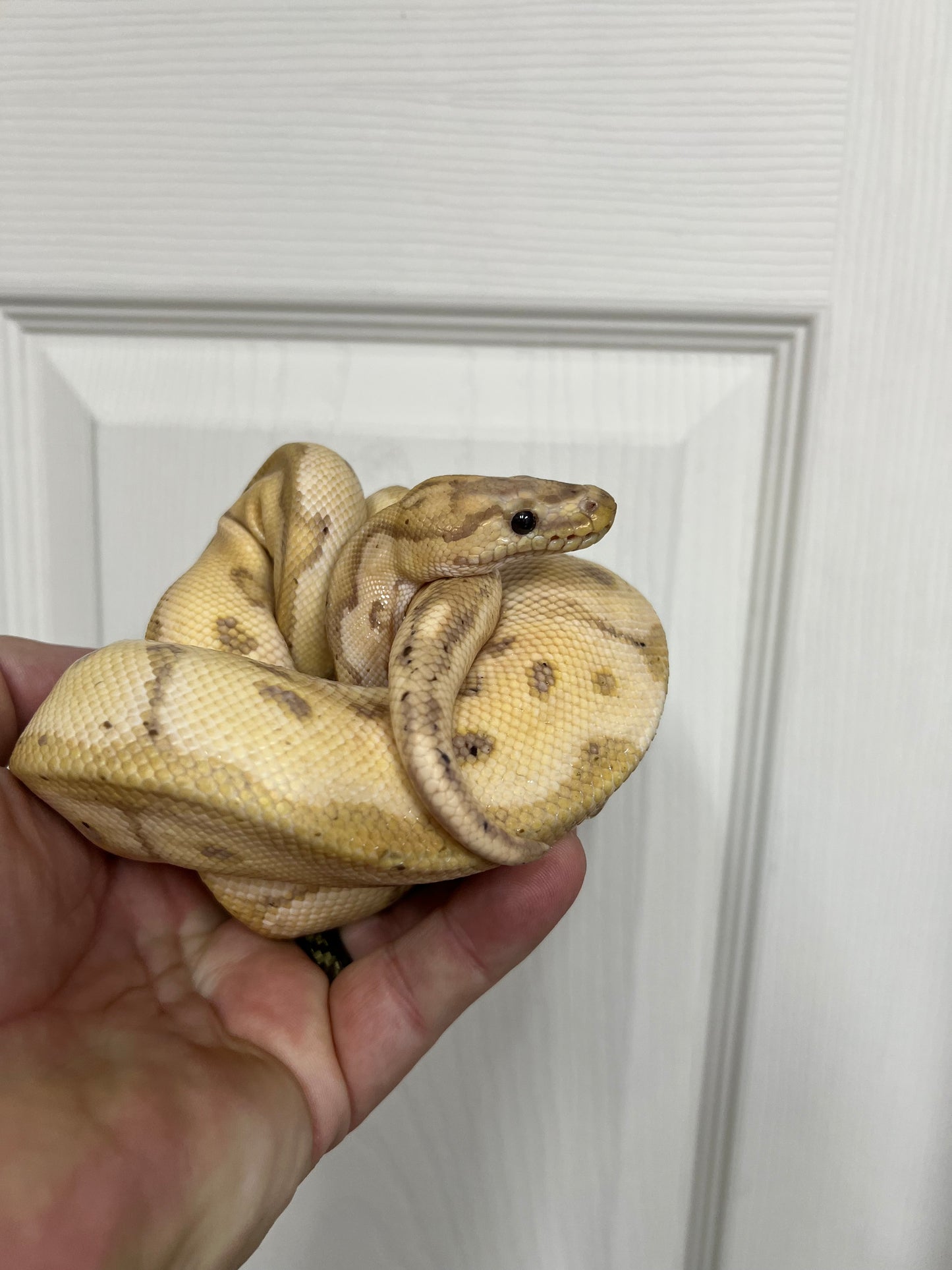 Banana Clown